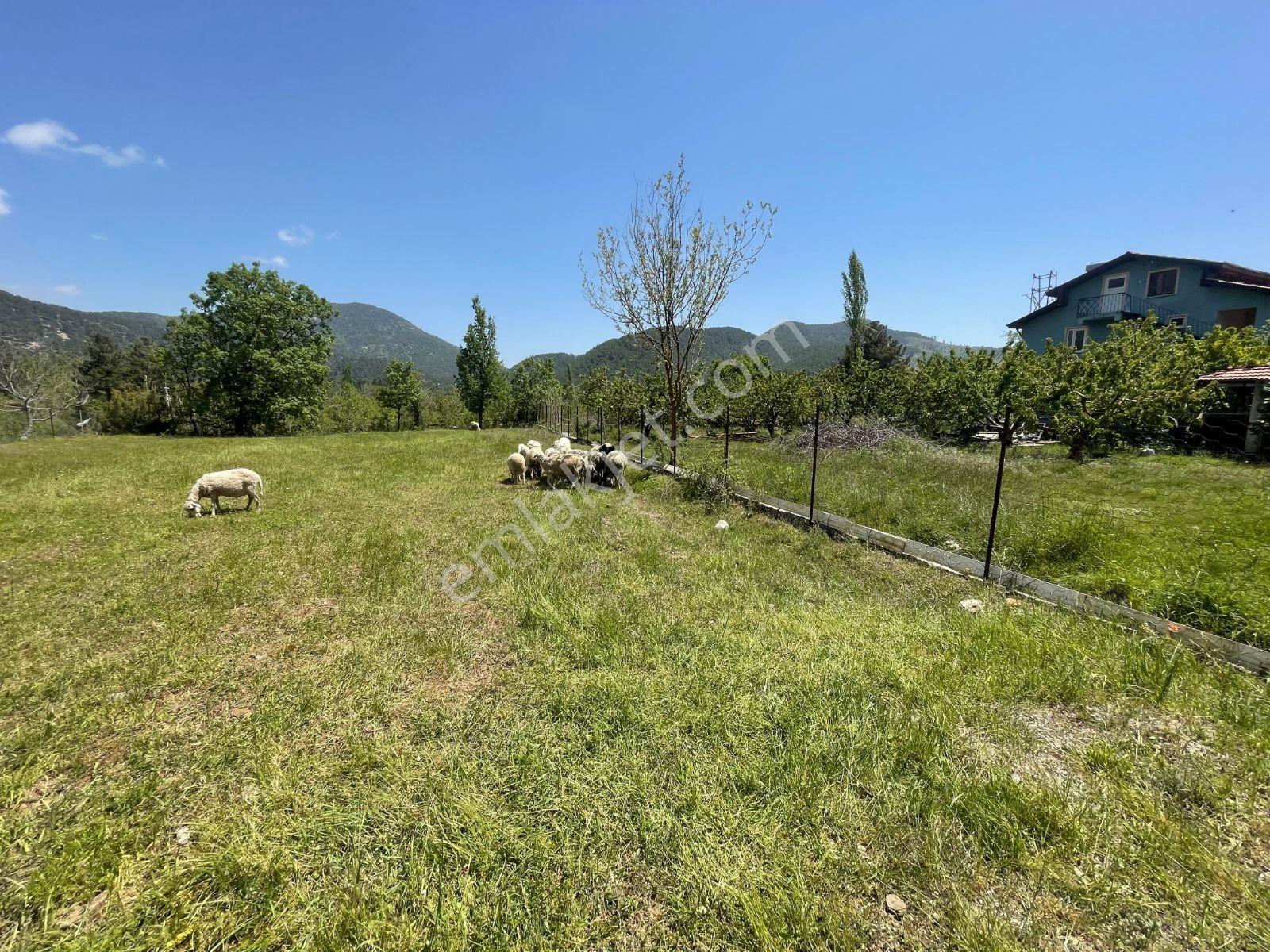 Falcon Dan Nif De Mükemmel 1525m² İmarlı Arsa