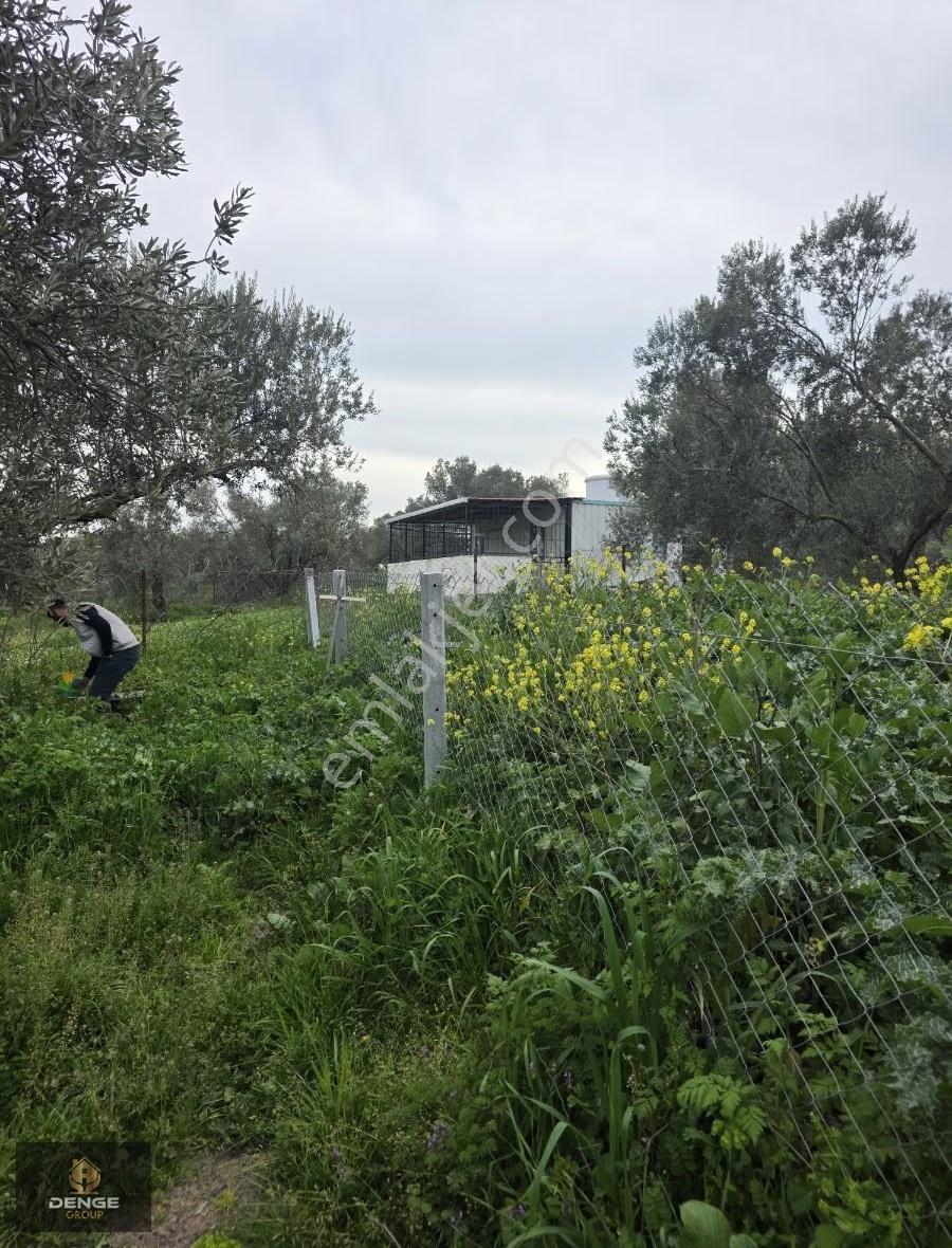 Helvacı Da Mükemmel Konumda Zeytinlik Gelişen Bölge De - Görsel 14