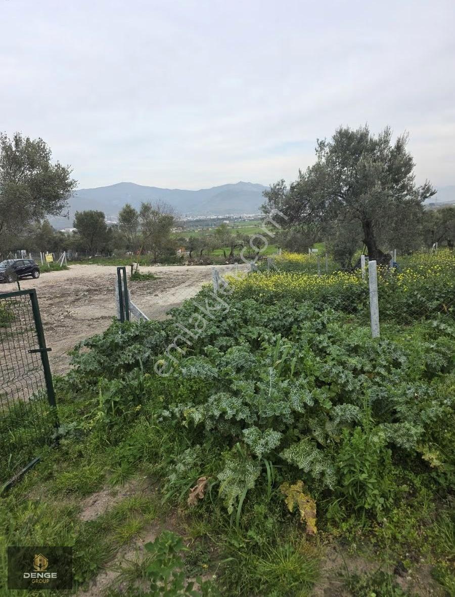 Helvacı Da Mükemmel Konumda Zeytinlik Gelişen Bölge De - Görsel 7