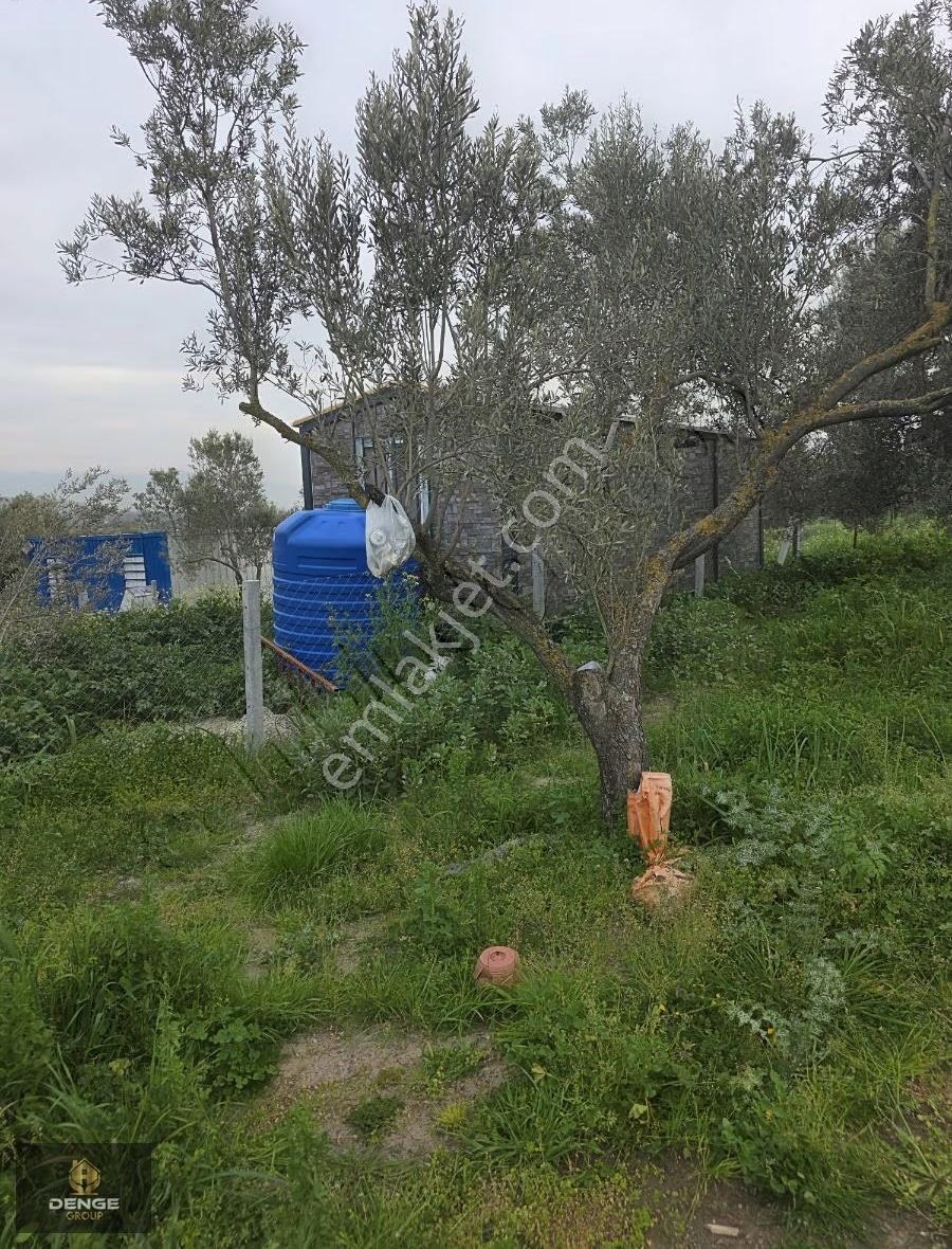 Helvacı Da Mükemmel Konumda Zeytinlik Gelişen Bölge De - Görsel 4