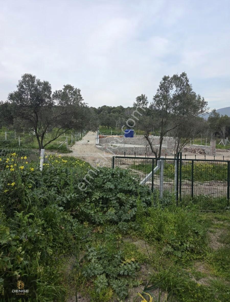 Helvacı Da Mükemmel Konumda Zeytinlik Gelişen Bölge De - Görsel 13