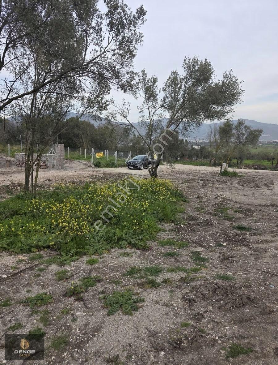 Helvacı Da Mükemmel Konumda Zeytinlik Gelişen Bölge De - Görsel 11