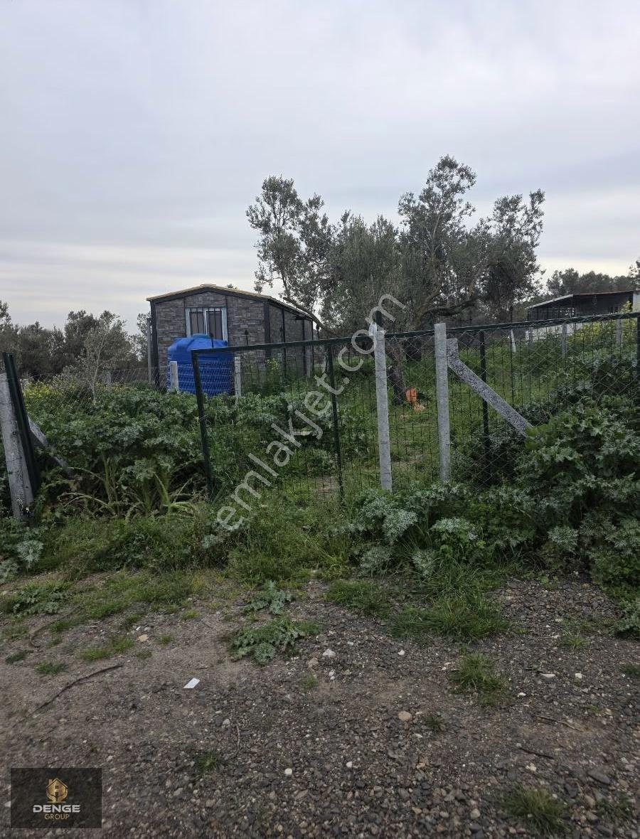 Helvacı Da Mükemmel Konumda Zeytinlik Gelişen Bölge De - Görsel 9