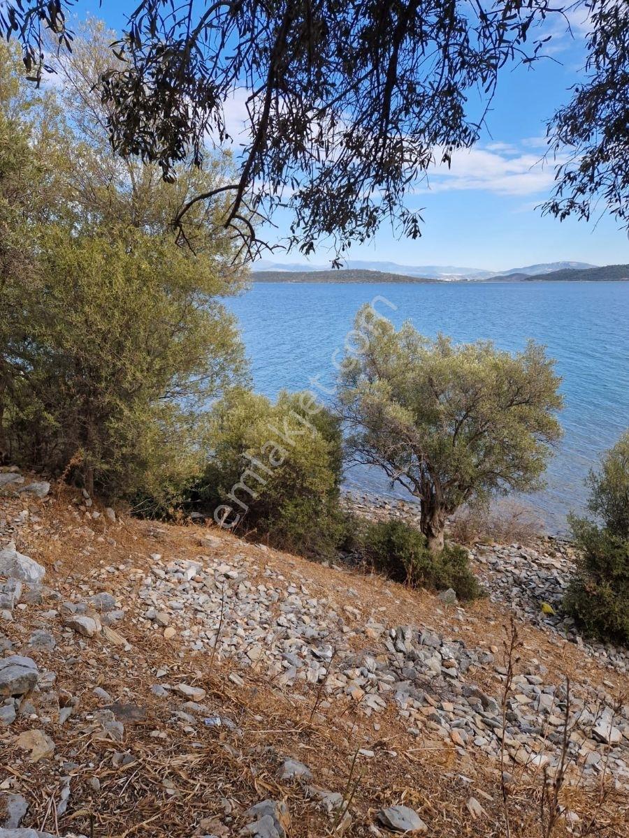Milas Kıyıkışlacıkda Denize Sıfır 3752 M2 Zeytinlik Mkd Emlak - Görsel 6