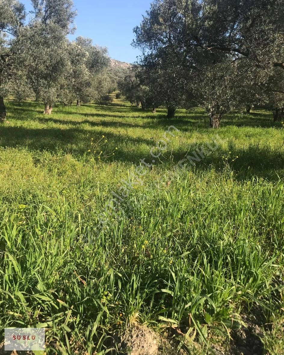 Ayvalık Türközü'nde Ana Yol Cepheli Satılık 12.300 M² Zeytinlik - Görsel 2