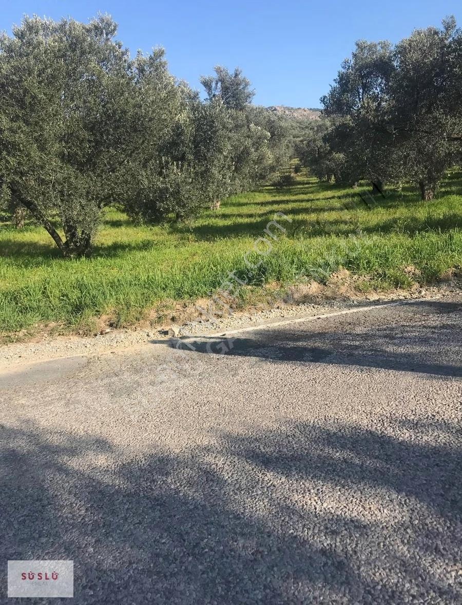 Ayvalık Türközü'nde Ana Yol Cepheli Satılık 12.300 M² Zeytinlik