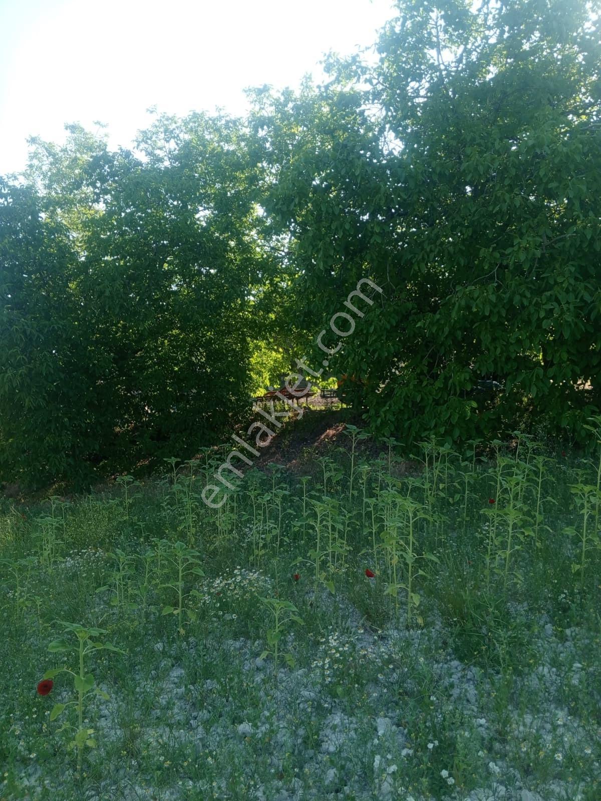 İzmir Kınık Bergama Köyünde Ev & Dam 26.400 M² Verimli Tarla ! - Görsel 19