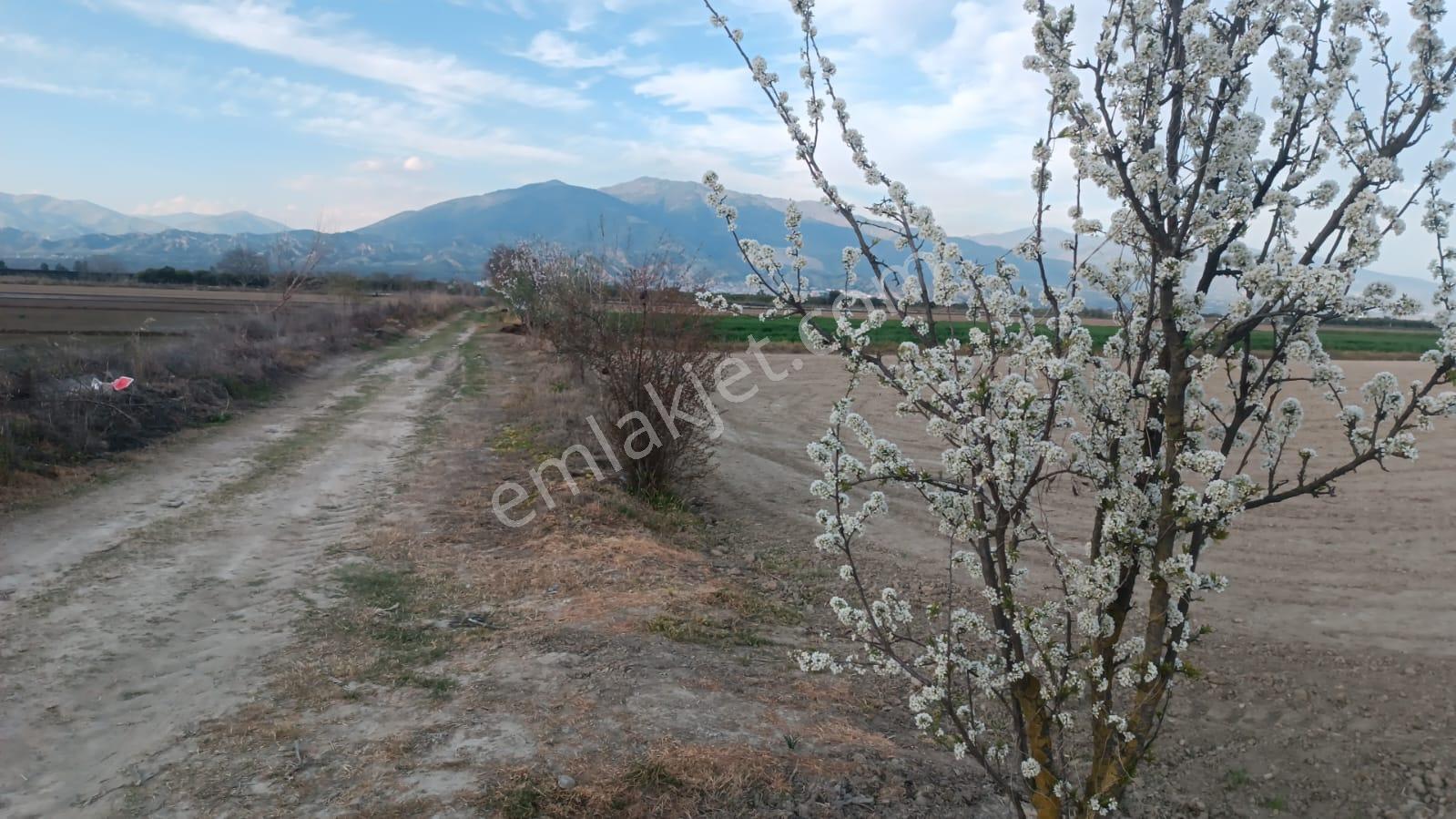 Pirlibey Mahallesinde Satılık Sulak Verimli Tarla - Görsel 2