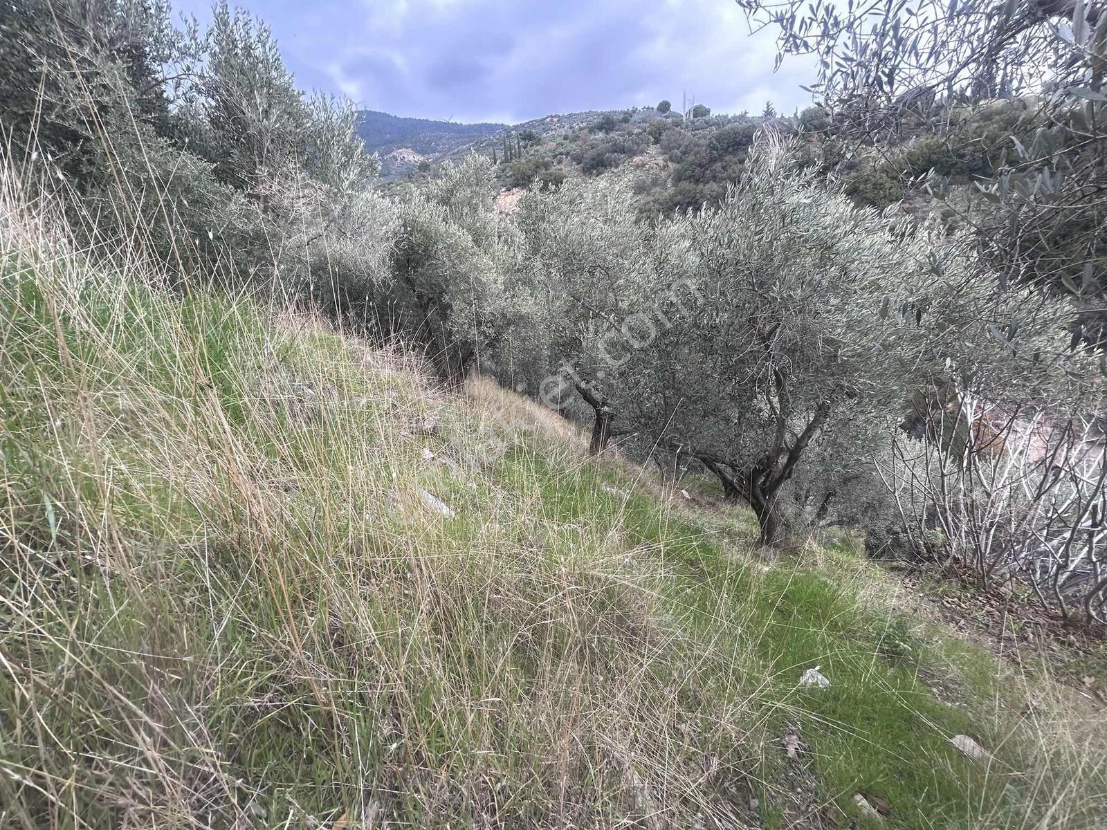 Güllübahçe Satılık 2860m2 Zeytinlik - Görsel 5