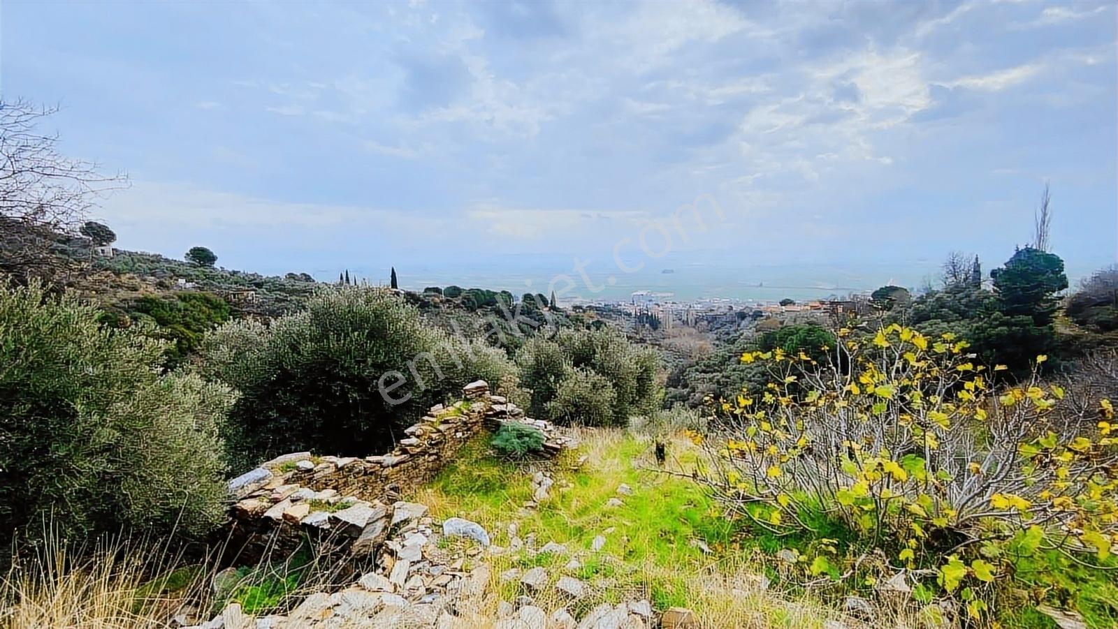 Güllübahçe Satılık 2860m2 Zeytinlik