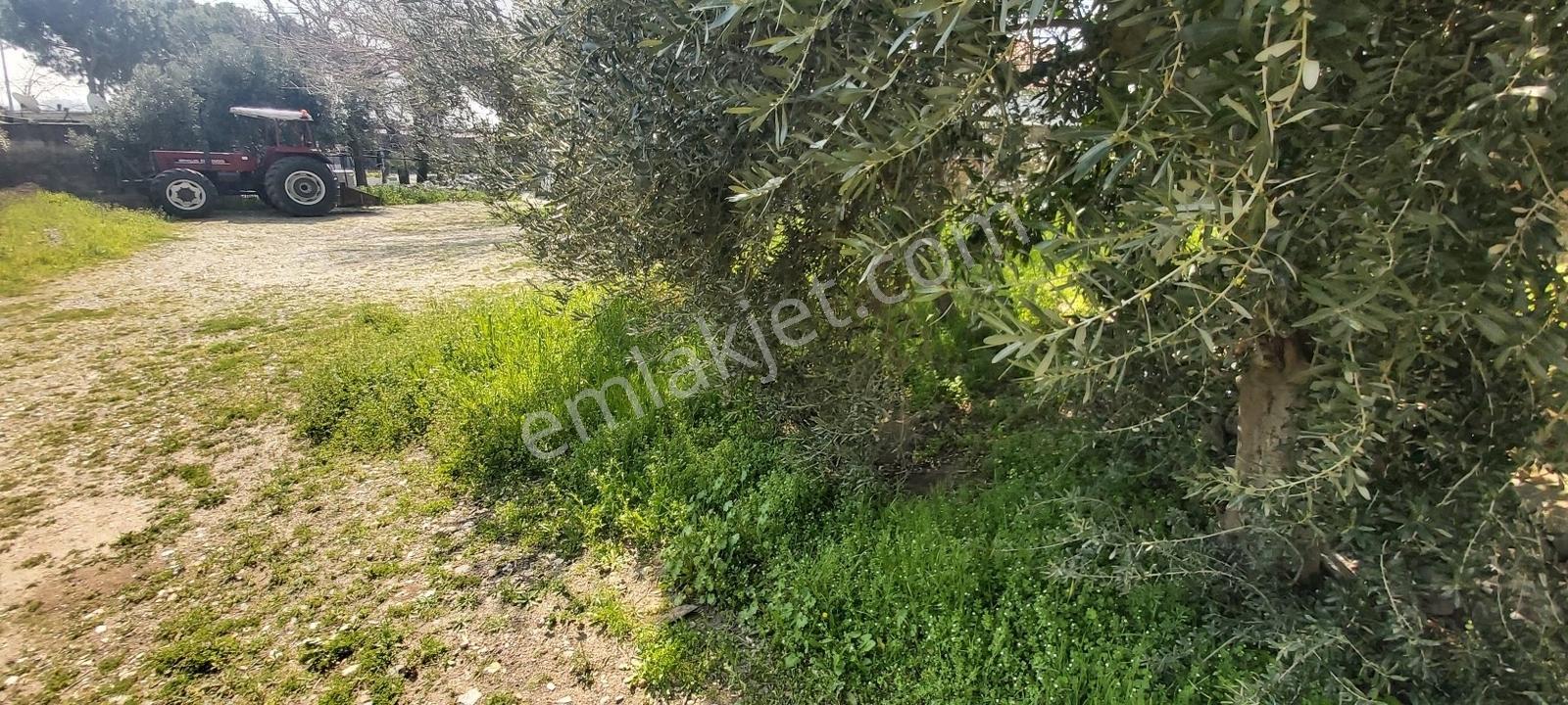 Söke Güllübahçe Mah.de Konut İmarlı 115 M² Arsa - Görsel 4