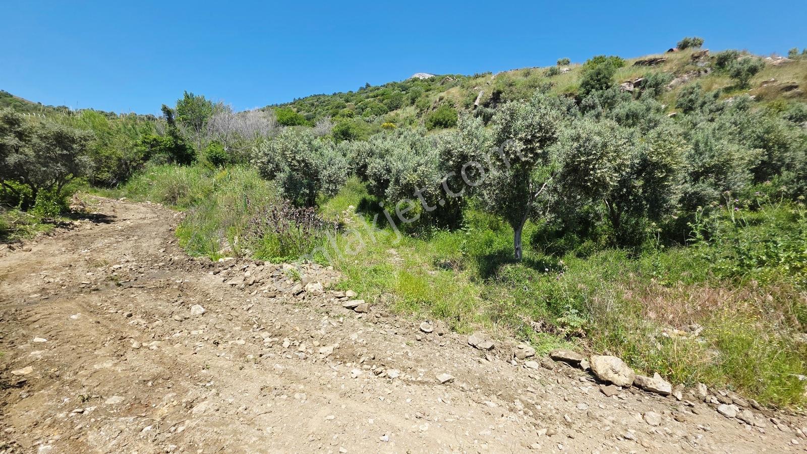 Söke Güllübahçe De 3.677 M² Satılık Zeytinlik - Görsel 11
