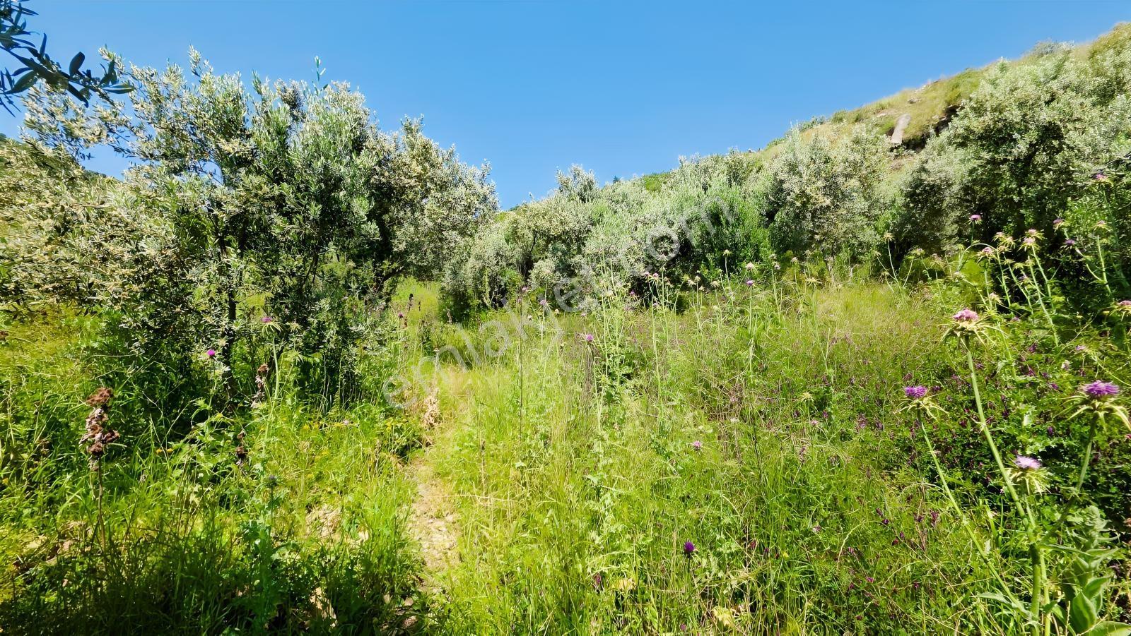 Söke Güllübahçe De 3.677 M² Satılık Zeytinlik - Görsel 19
