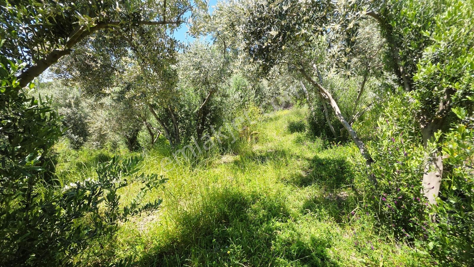 Söke Güllübahçe De 3.677 M² Satılık Zeytinlik - Görsel 14