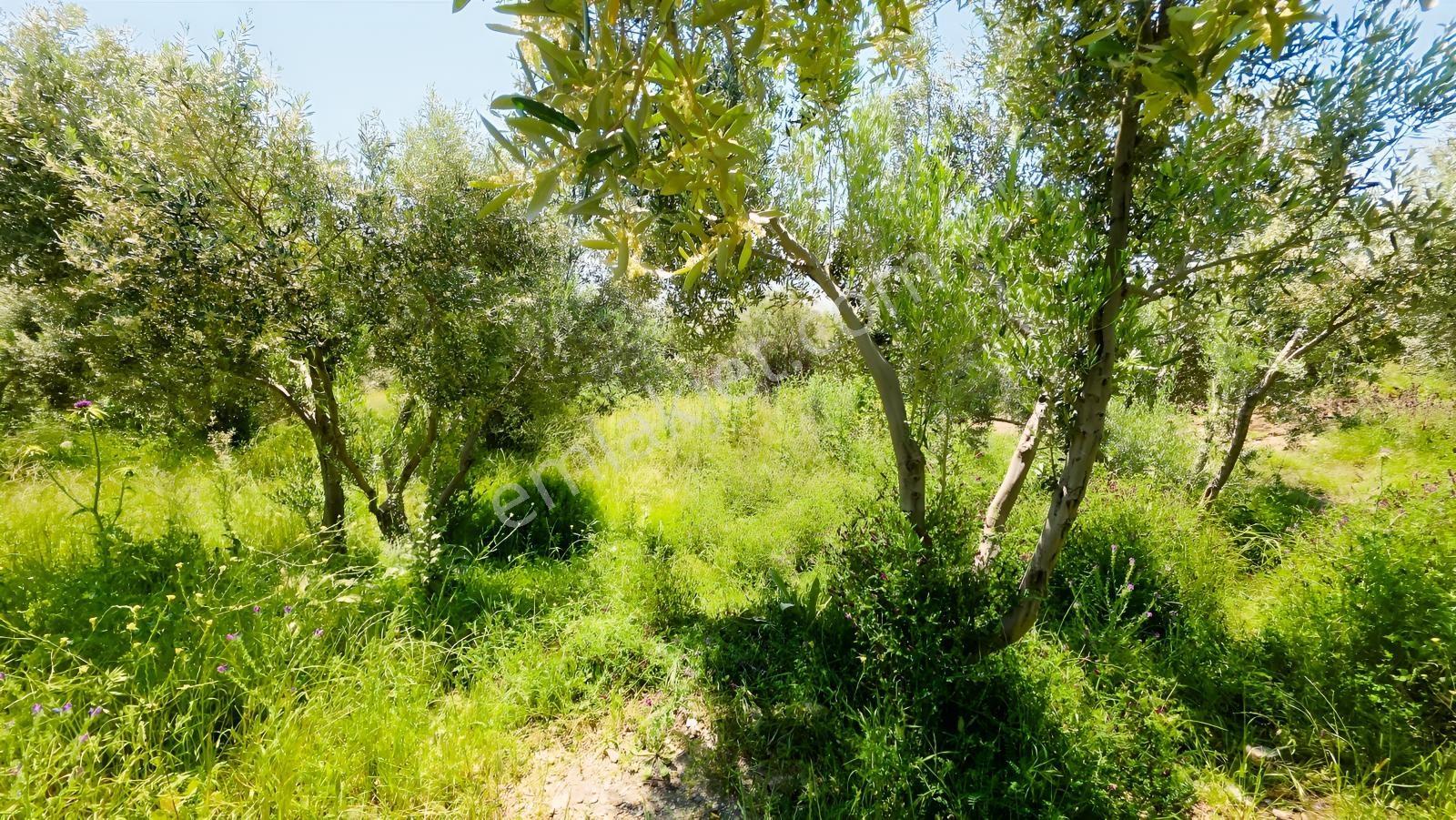 Söke Güllübahçe De 3.677 M² Satılık Zeytinlik - Görsel 6