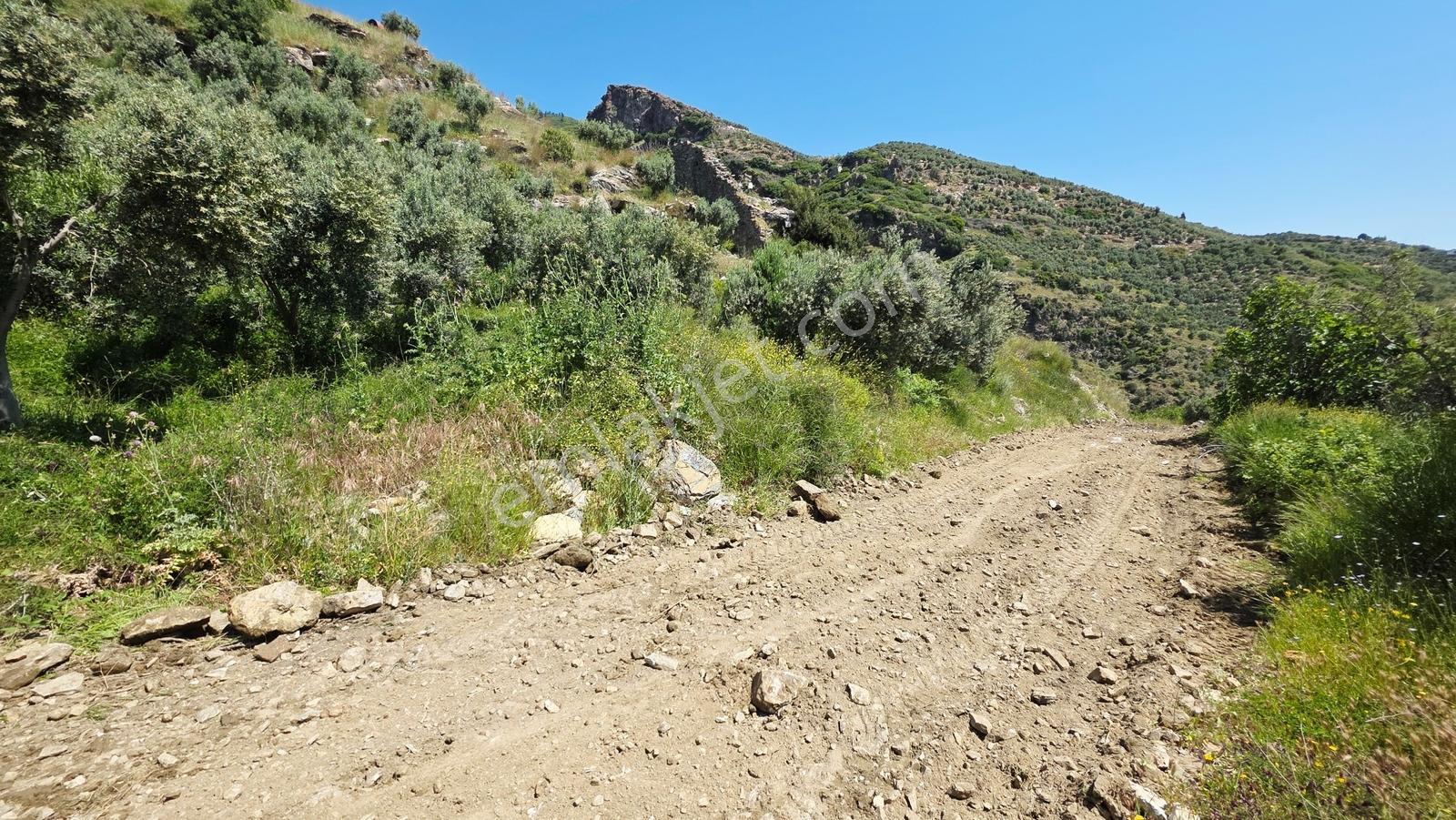 Söke Güllübahçe De 3.677 M² Satılık Zeytinlik