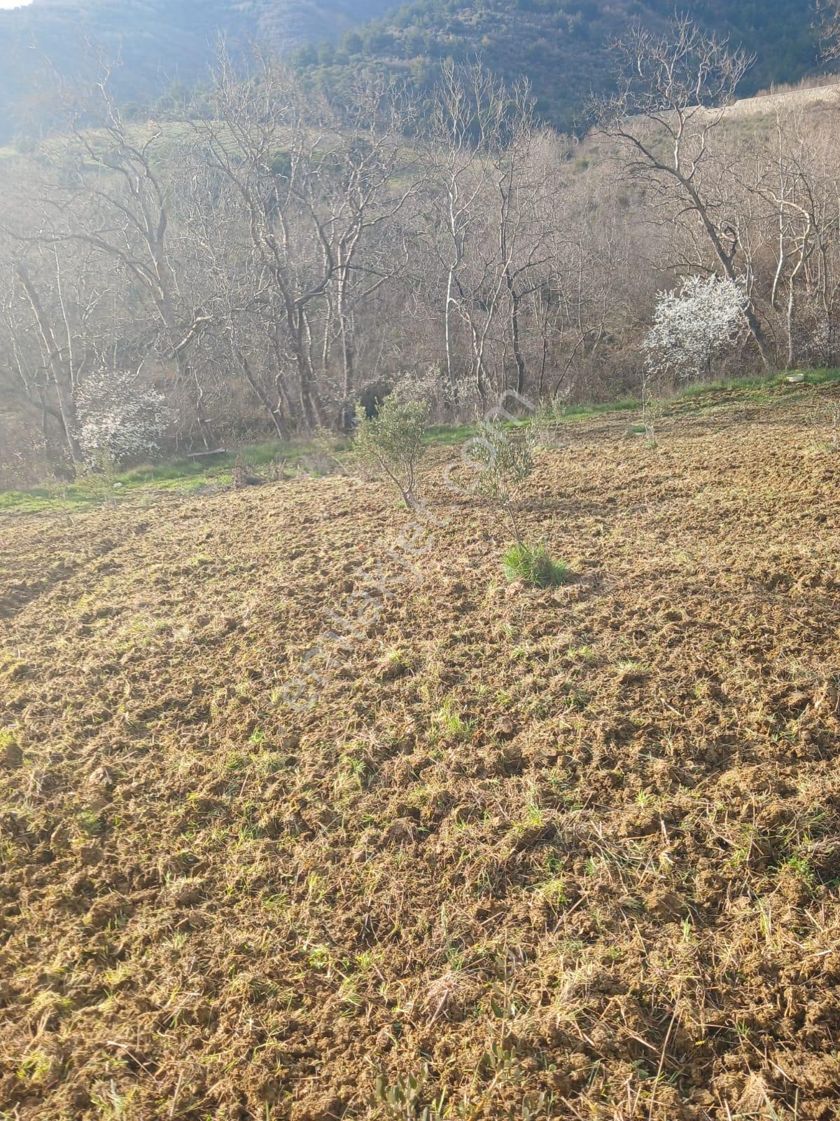 Şarköy De Işıkemlaktan Güzelköy Mah De 2700 M2 Zeytinlik - Görsel 8