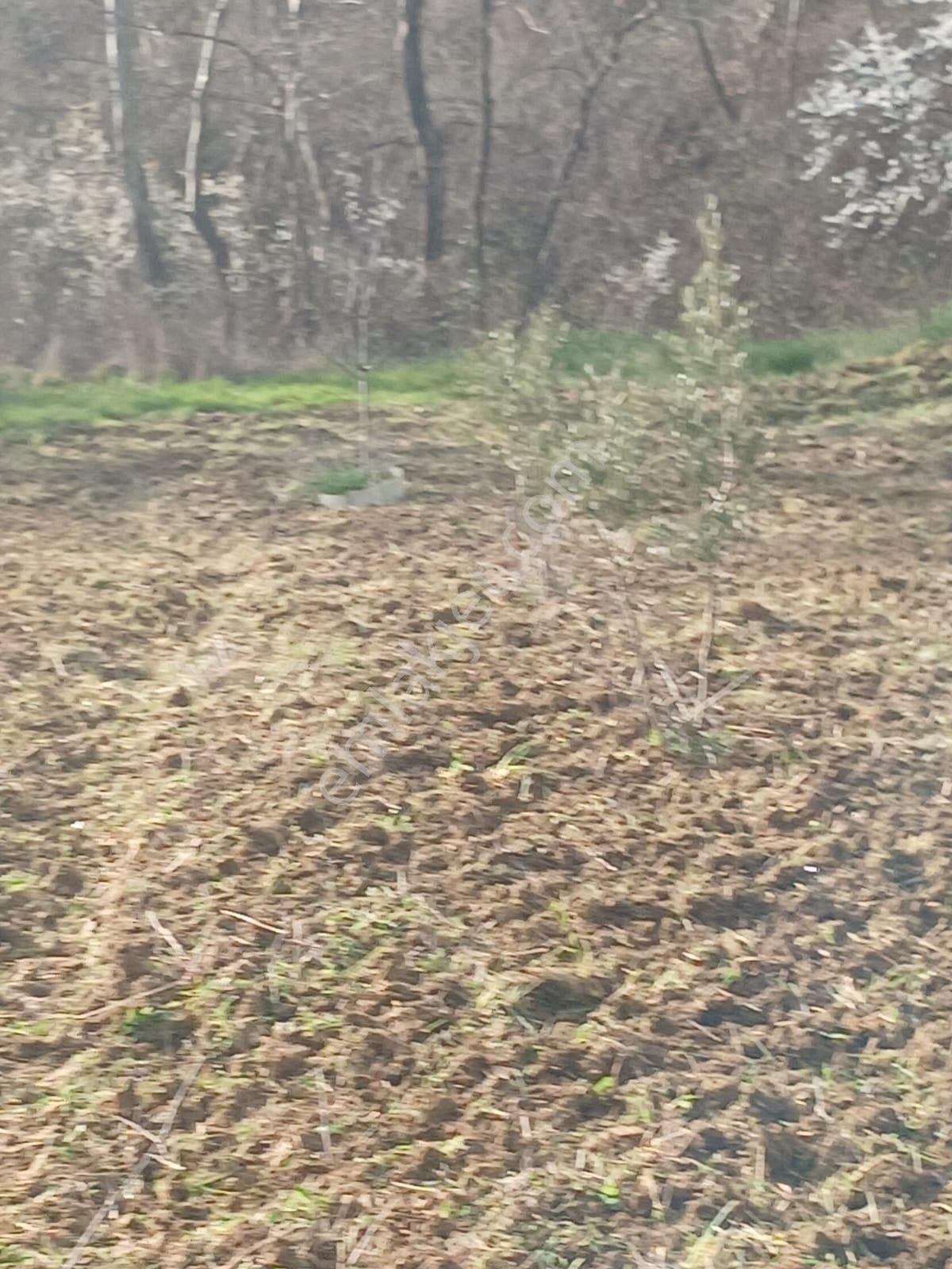 Şarköy De Işıkemlaktan Güzelköy Mah De 2700 M2 Zeytinlik
