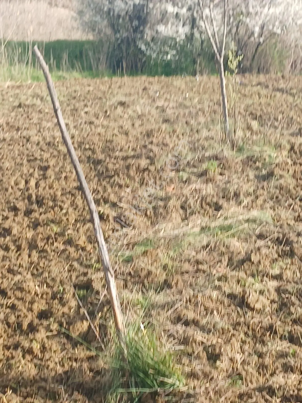 Şarköy De Işıkemlaktan Güzelköy Mah De 2700 M2 Zeytinlik - Görsel 3