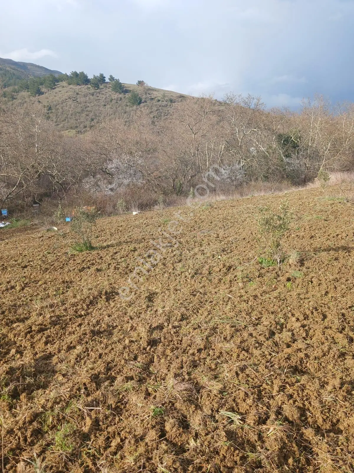 Şarköy De Işıkemlaktan Güzelköy Mah De 2700 M2 Zeytinlik - Görsel 4