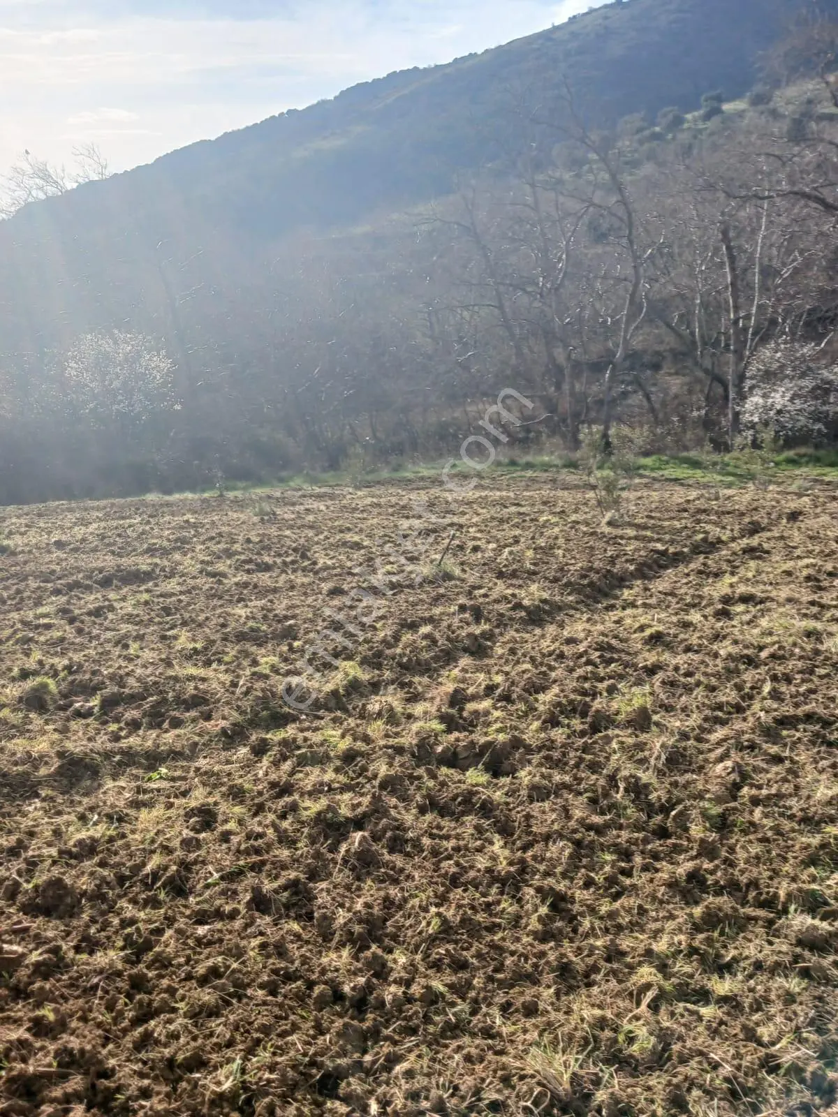 Şarköy De Işıkemlaktan Güzelköy Mah De 2700 M2 Zeytinlik - Görsel 2
