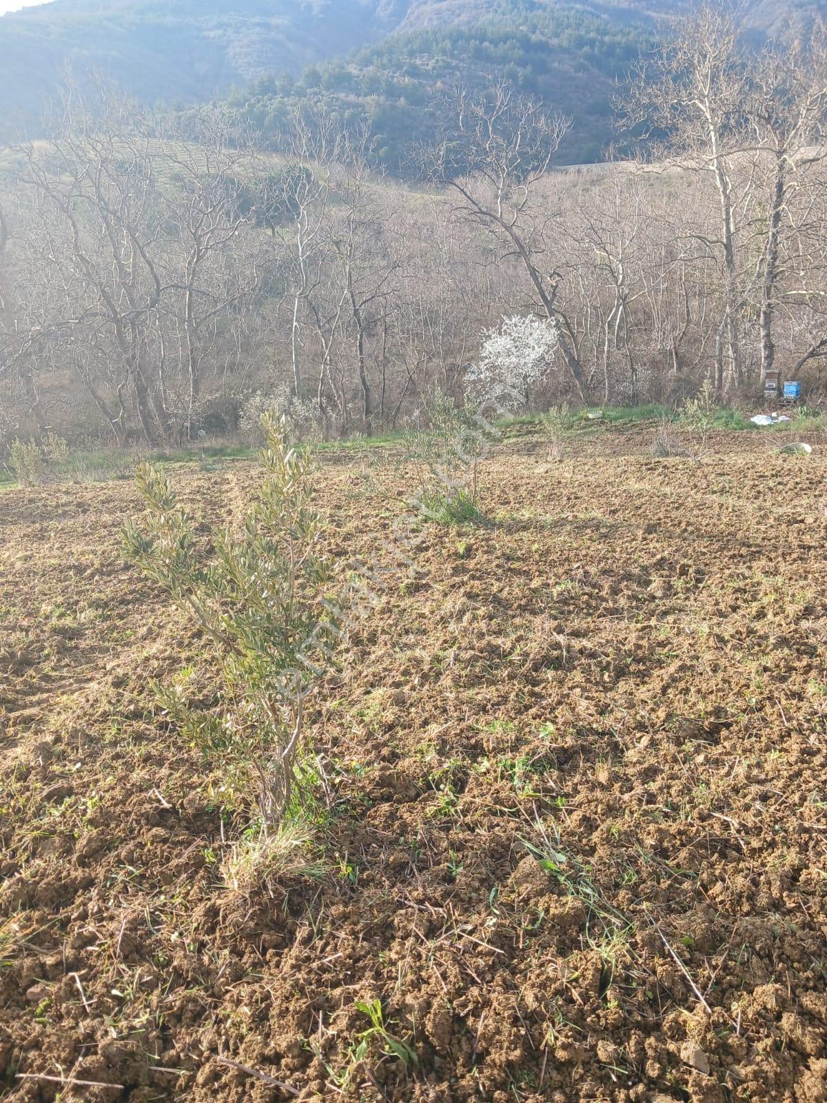 Şarköy De Işıkemlaktan Güzelköy Mah De 2700 M2 Zeytinlik - Görsel 6