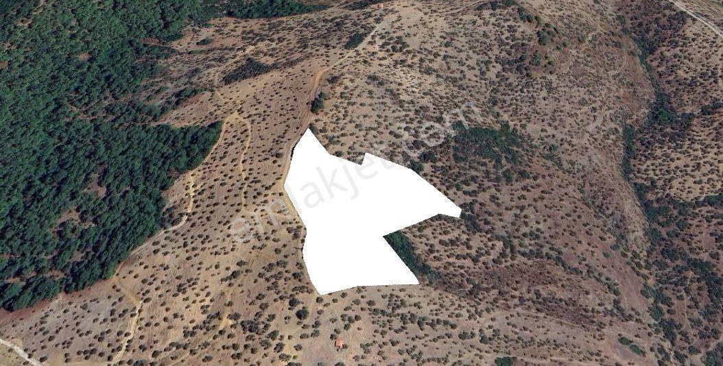 031-beyler Köyünde Baraj Ve Deniz Manzaralı Bakımlı Zeytinlik - Görsel 3