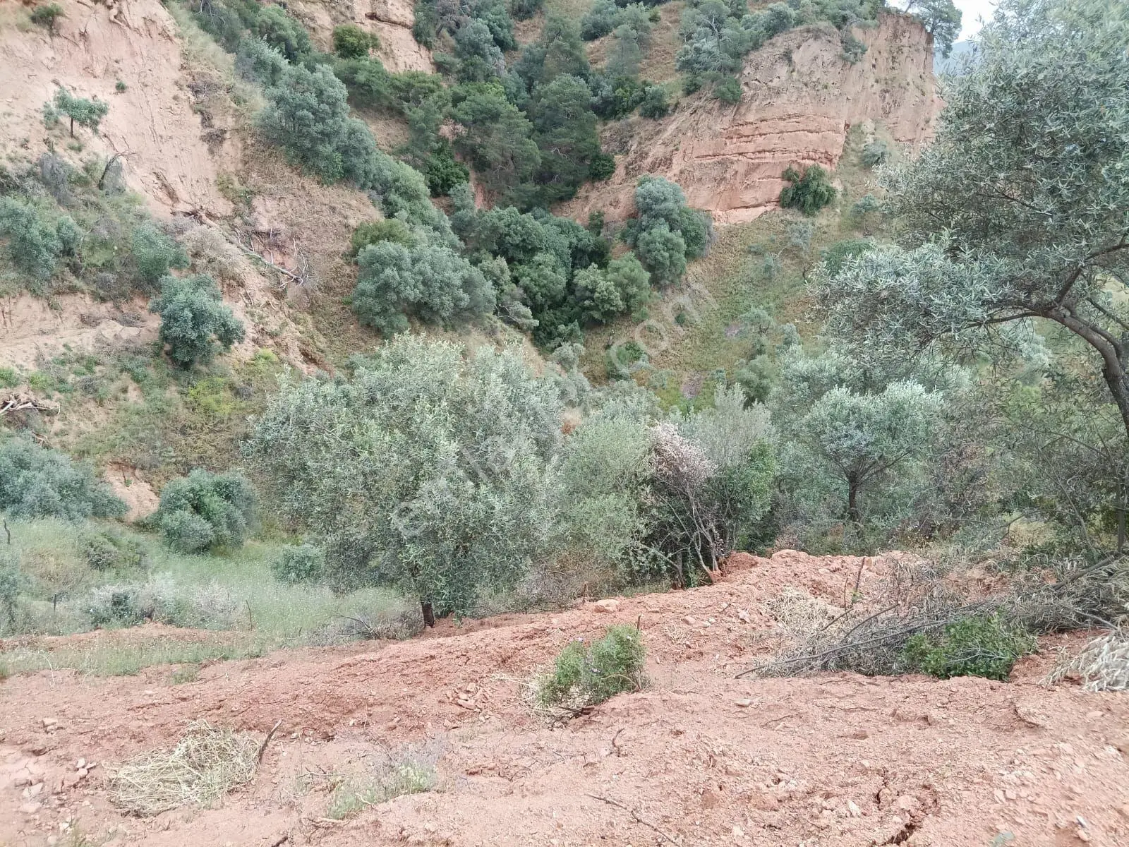 Satılık Zeytinlik 11.244 M2 - Görsel 3