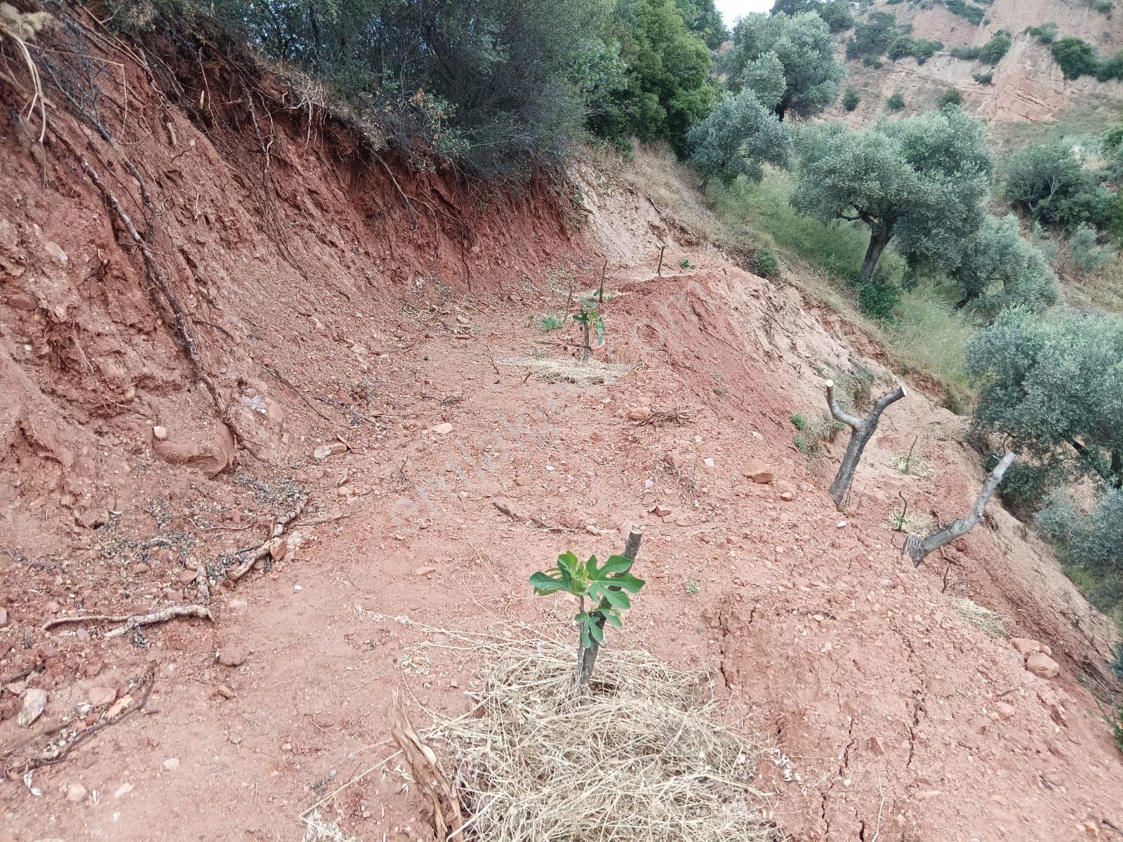 Satılık Zeytinlik 11.244 M2