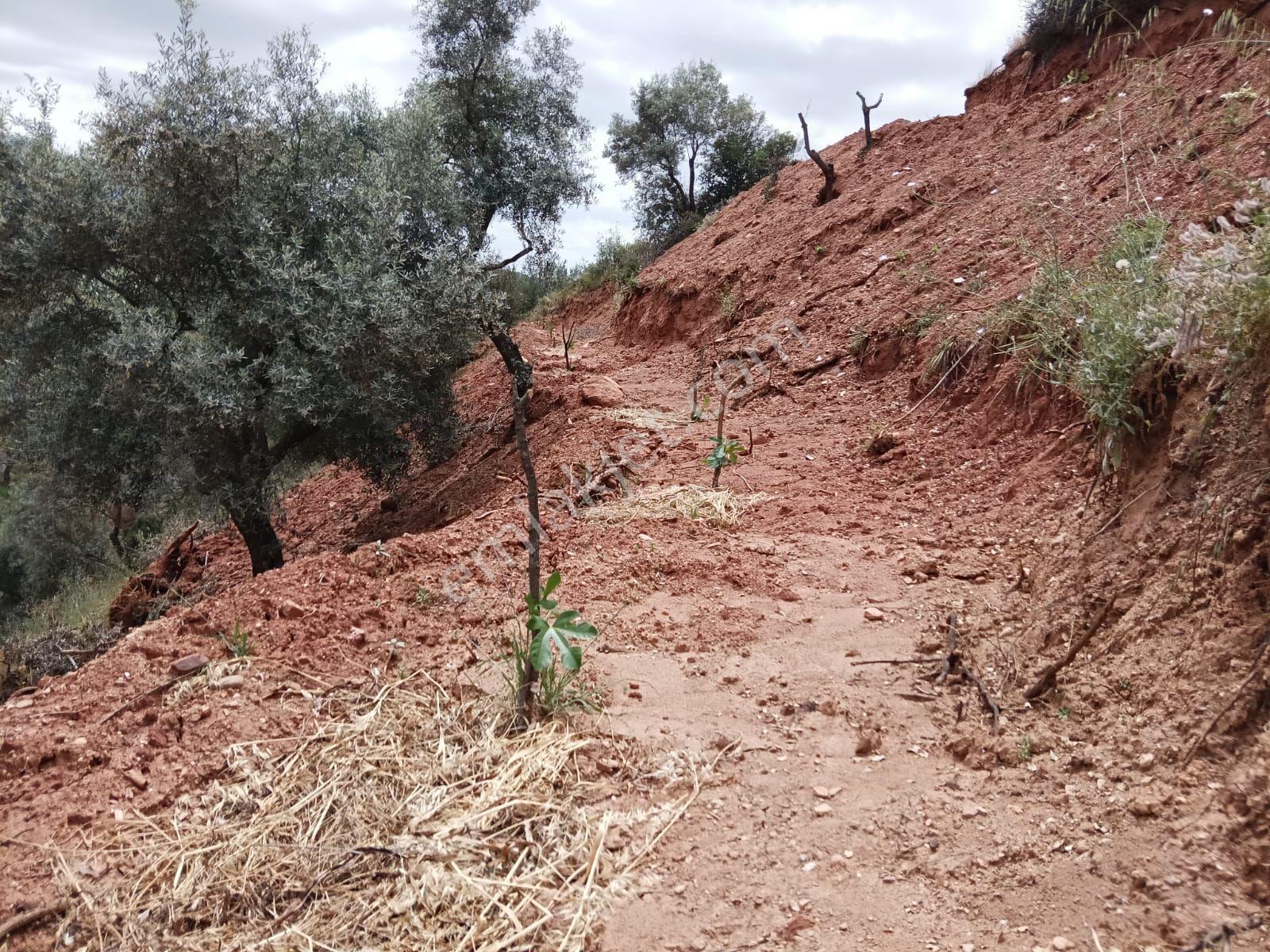 Satılık Zeytinlik 11.244 M2 - Görsel 5