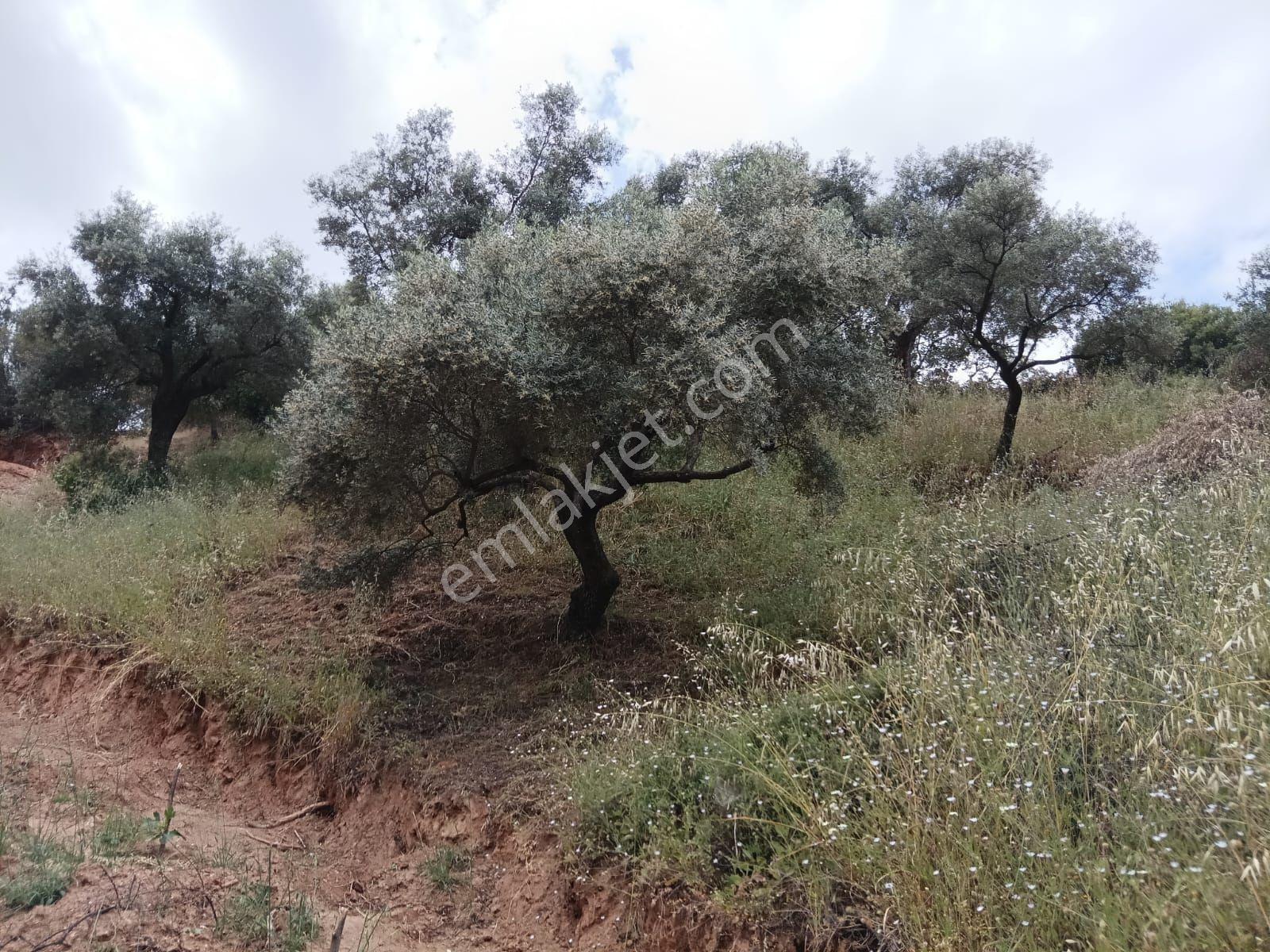 Satılık Zeytinlik 11.244 M2 - Görsel 8