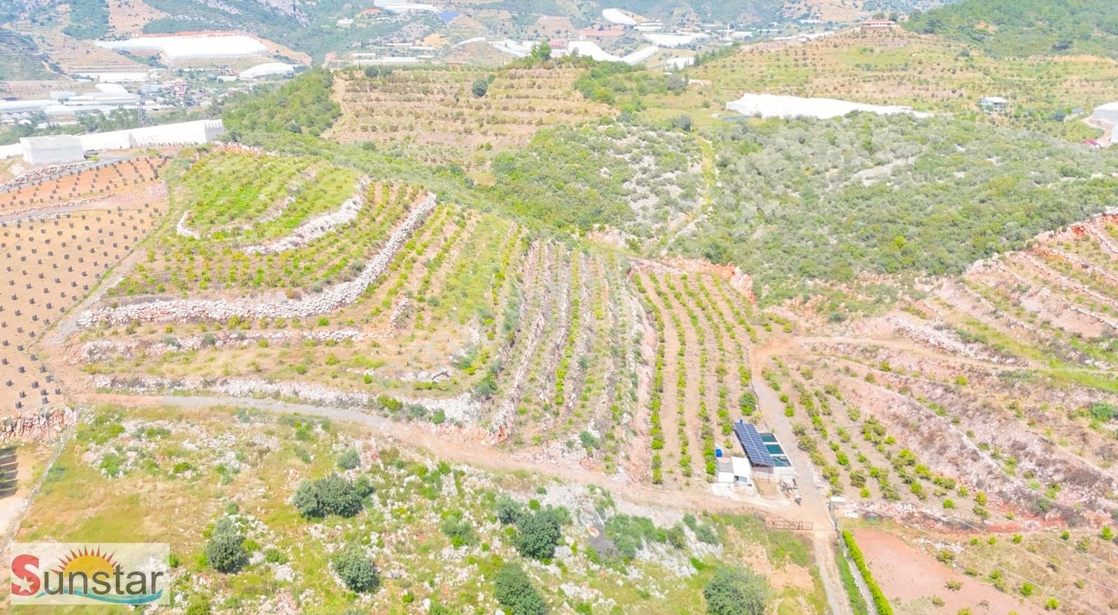 İmamlıda D400e 900 M Zeytin Avokado Lime Bahçesi - Görsel 8