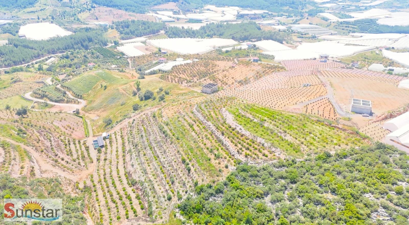 İmamlıda D400e 900 M Zeytin Avokado Lime Bahçesi - Görsel 11