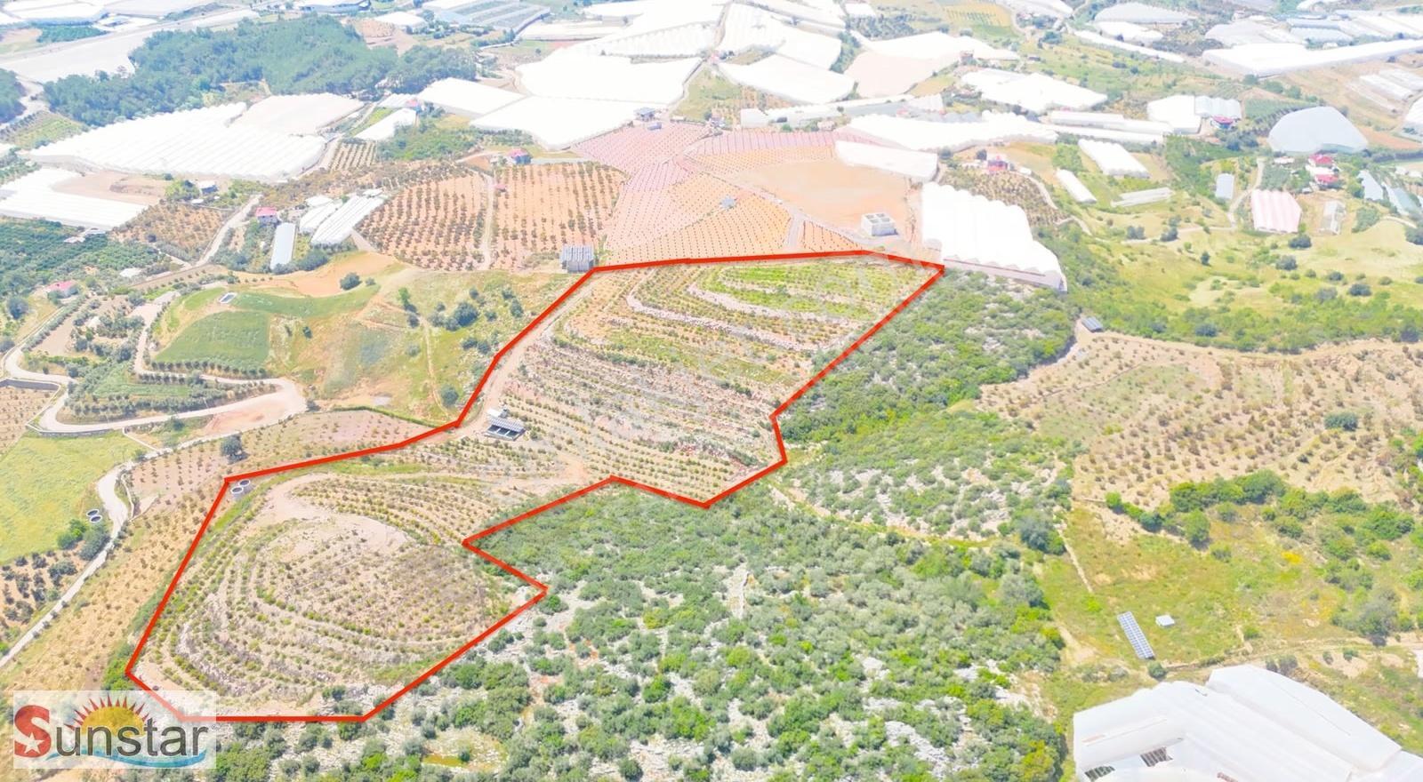 İmamlıda D400e 900 M Zeytin Avokado Lime Bahçesi