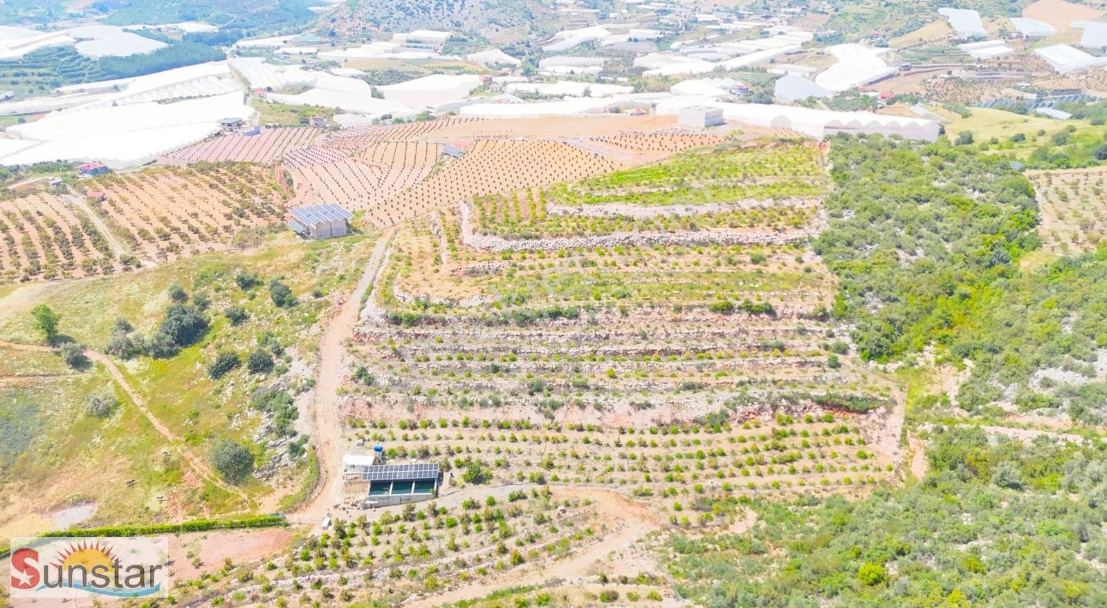 İmamlıda D400e 900 M Zeytin Avokado Lime Bahçesi - Görsel 10
