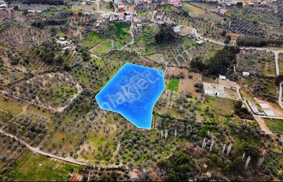 İzmirim Gayrimenkul'den Satılık Müstakil Tapulu Zeytinlik - Görsel 5