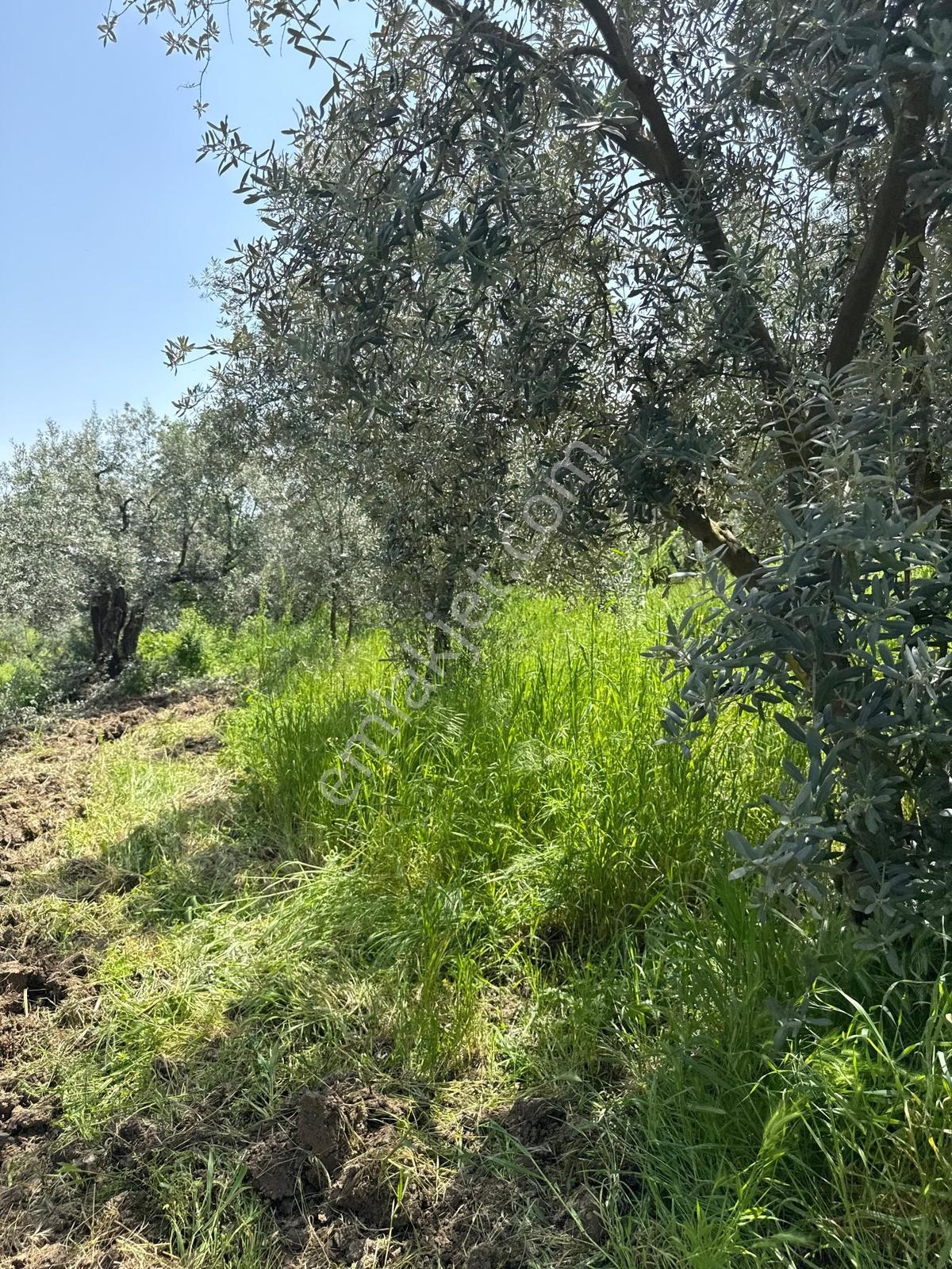 Akharem İznik Gölü Satılık Araç Yolu Olan 4142m2 Tarla Profasor - Görsel 11