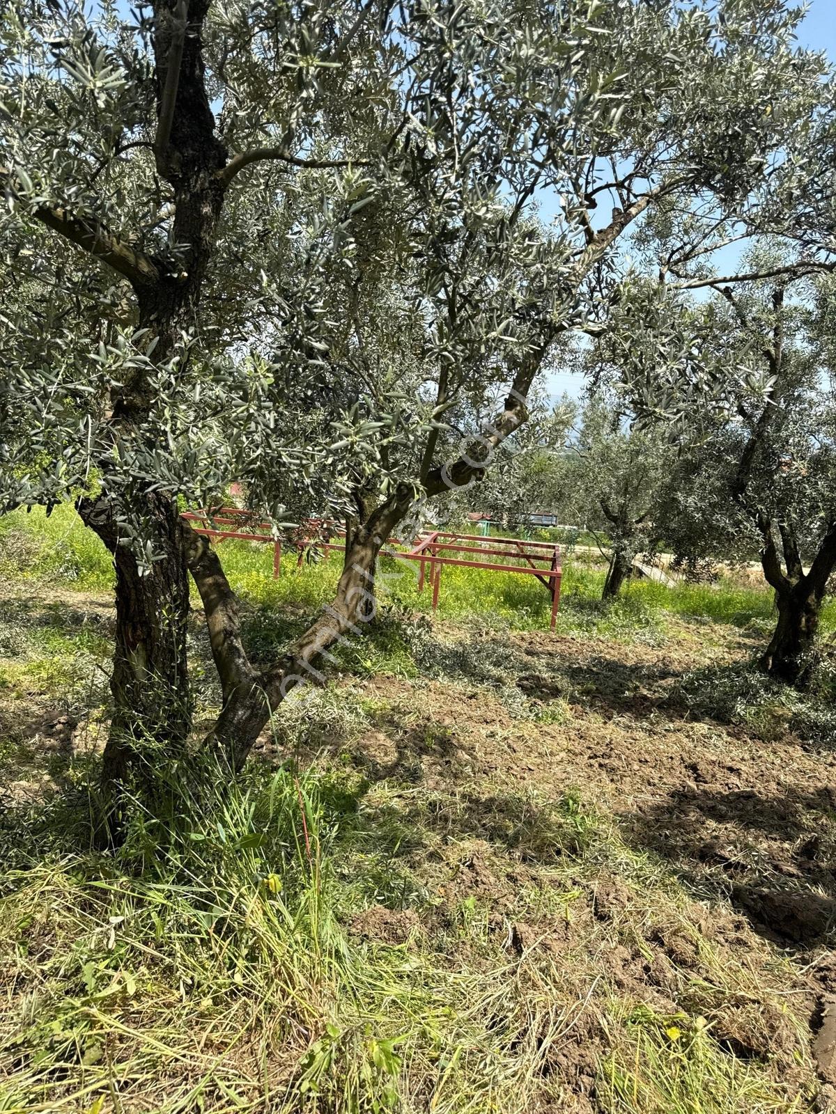 Akharem İznik Gölü Satılık Araç Yolu Olan 4142m2 Tarla Profasor - Görsel 6