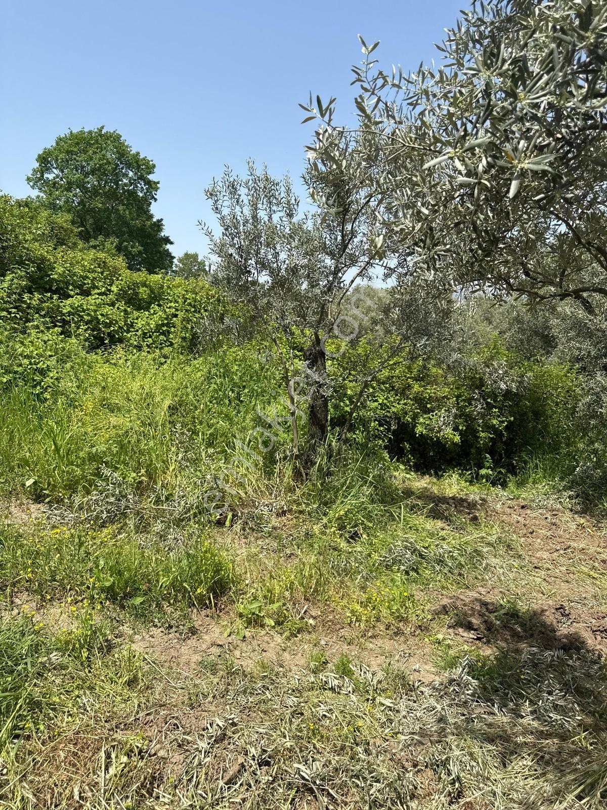 Akharem İznik Gölü Satılık Araç Yolu Olan 4142m2 Tarla Profasor - Görsel 20