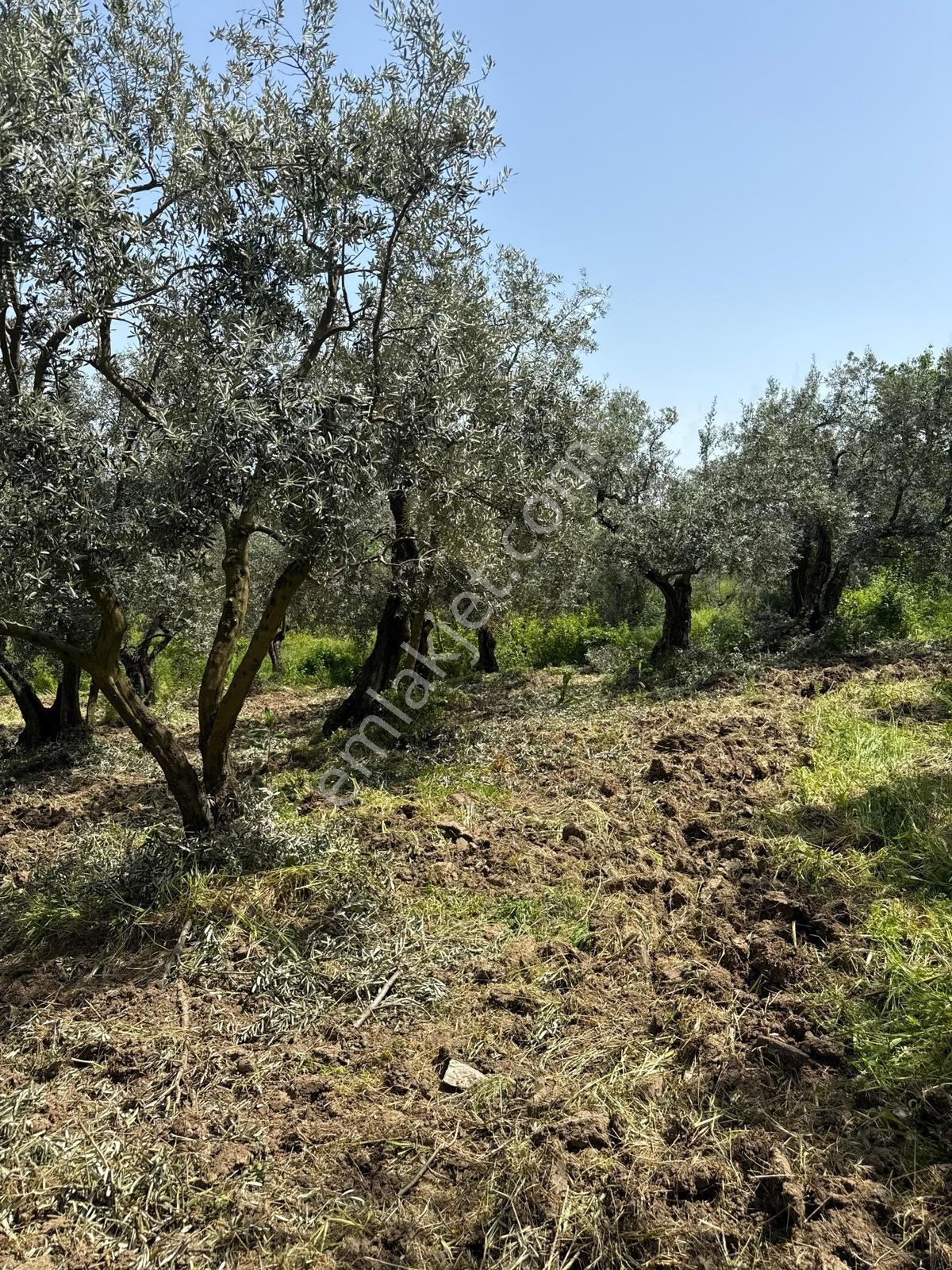 Akharem İznik Gölü Satılık Araç Yolu Olan 4142m2 Tarla Profasor - Görsel 13