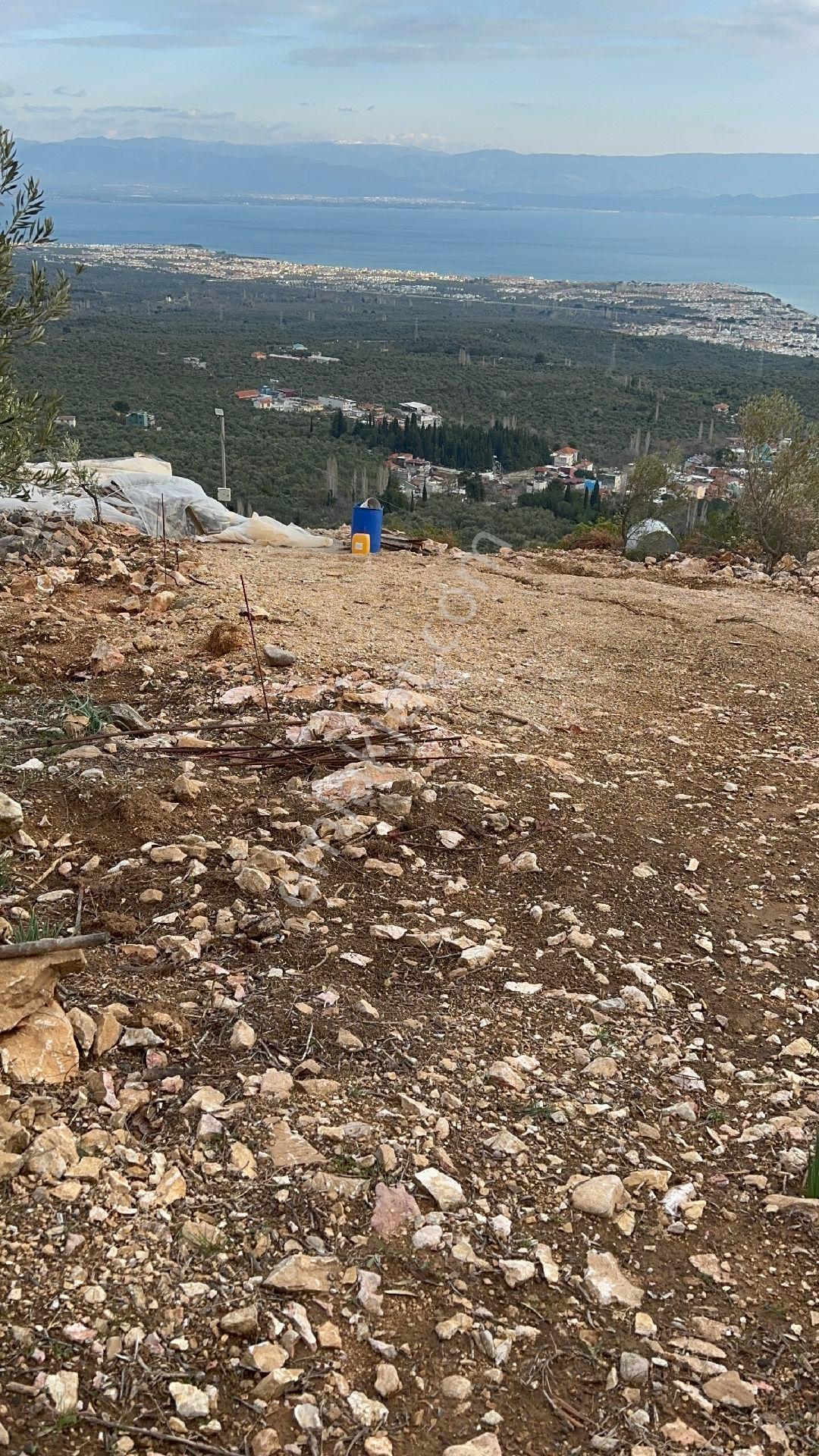 Sahibinden Satılık Zeytinlik - Görsel 4