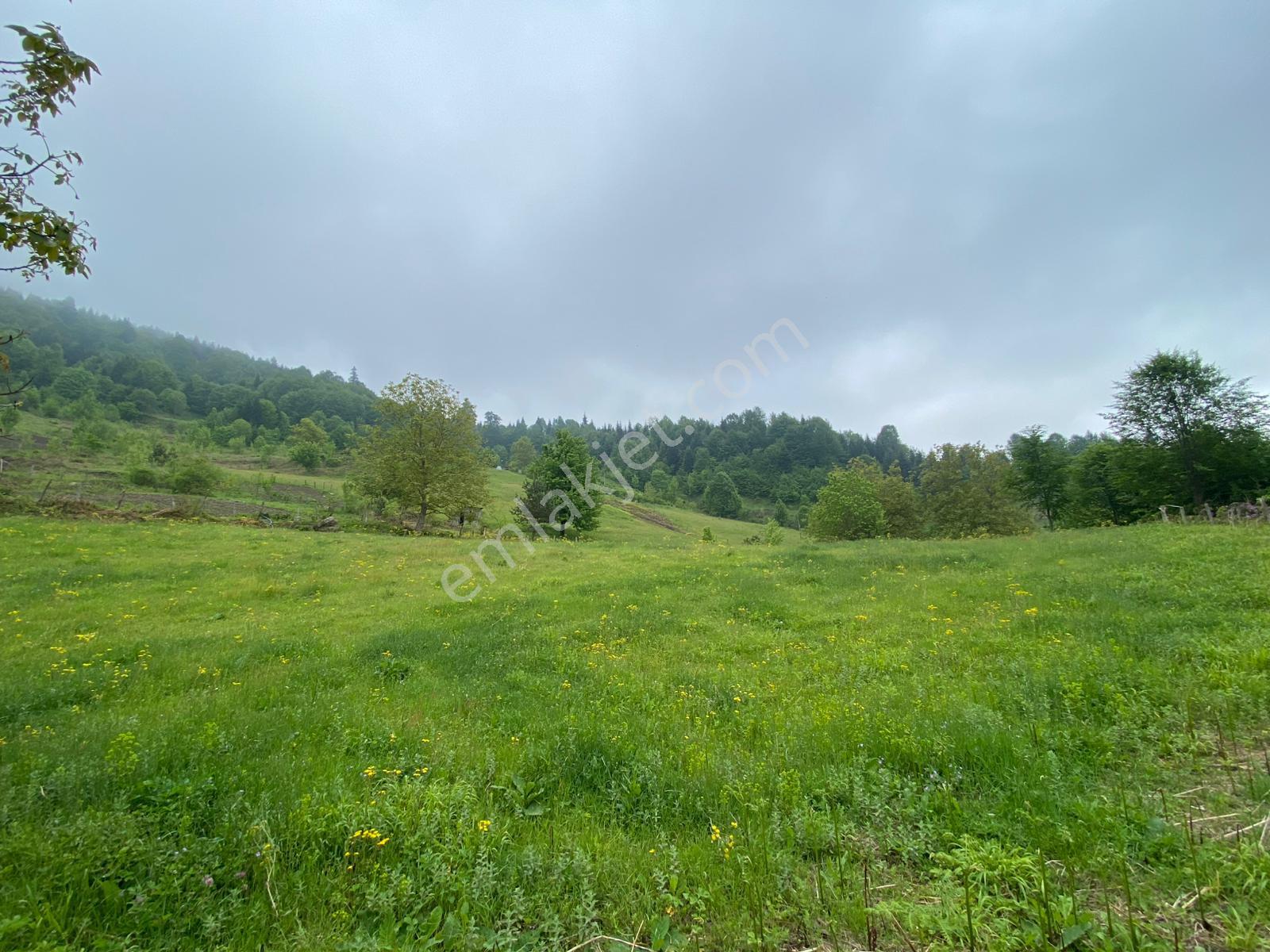 Fırsat ! Satılık 3.500 M2 Tarla Sakarya / Hendek - Görsel 10