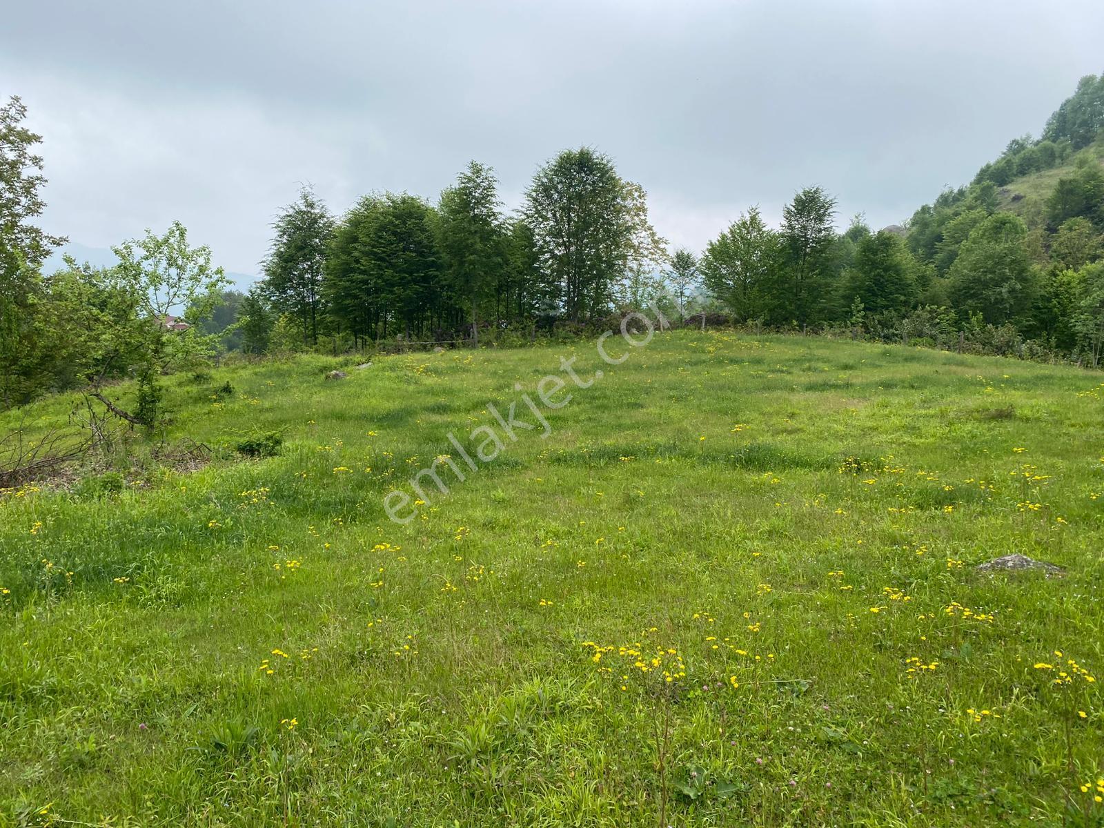 Fırsat ! Satılık 3.500 M2 Tarla Sakarya / Hendek - Görsel 19
