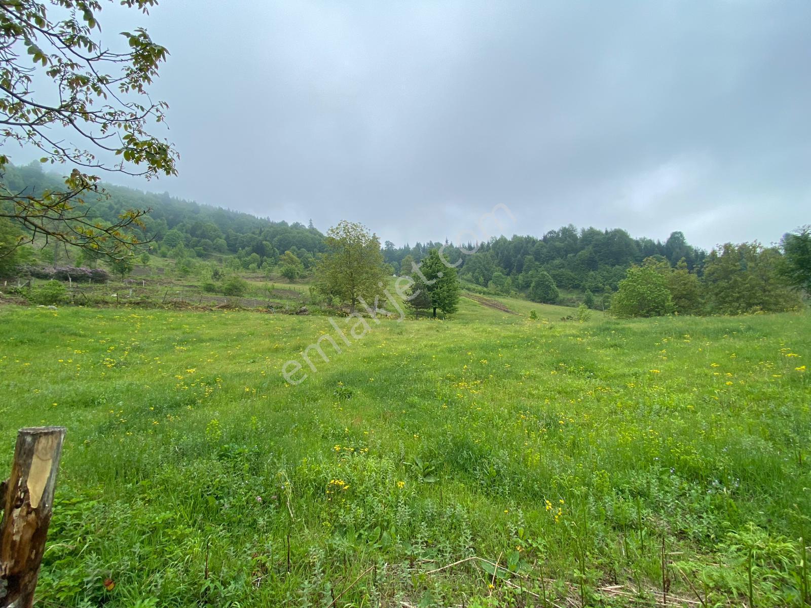 Fırsat ! Satılık 3.500 M2 Tarla Sakarya / Hendek - Görsel 17
