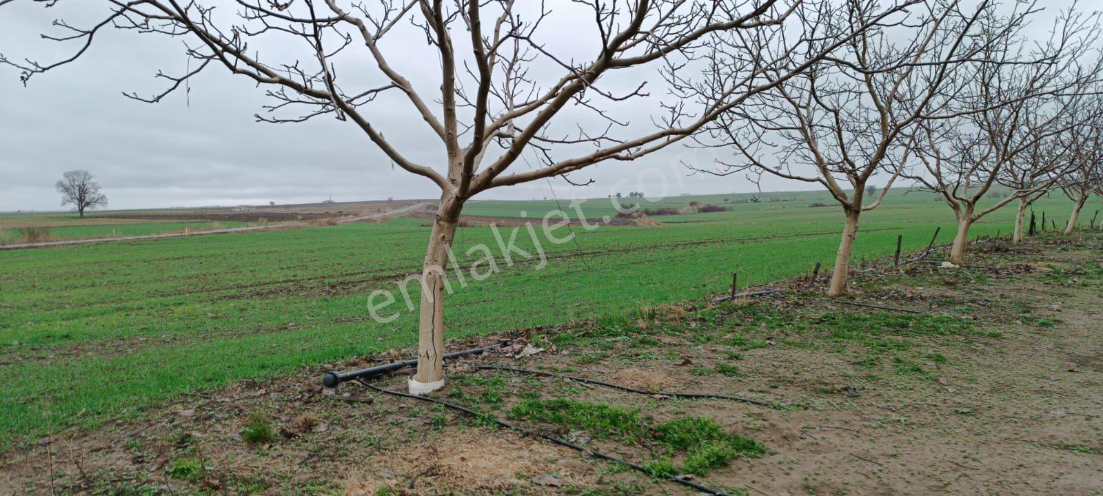 Edirne Kozköy’de Yola Cepheli 4.800 M² Satılık Tarla - Görsel 14