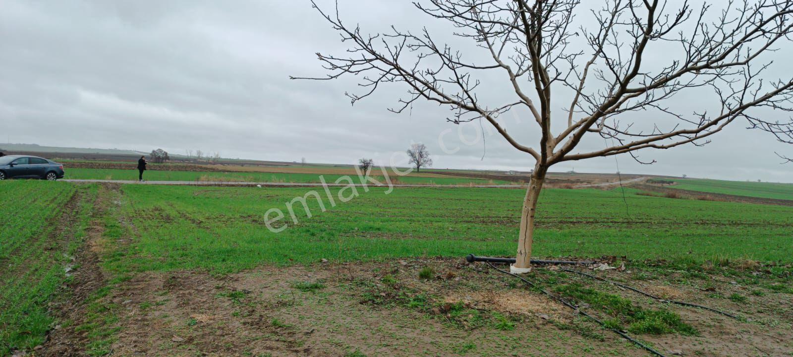 Edirne Kozköy’de Yola Cepheli 4.800 M² Satılık Tarla - Görsel 2