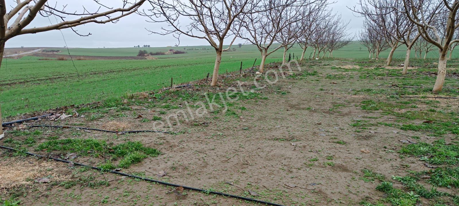 Edirne Kozköy’de Yola Cepheli 4.800 M² Satılık Tarla - Görsel 7