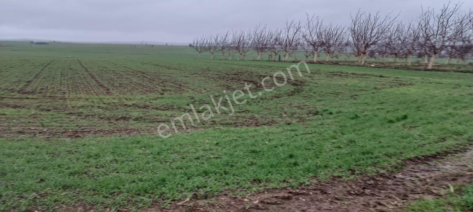 Edirne Kozköy’de Yola Cepheli 4.800 M² Satılık Tarla - Görsel 15