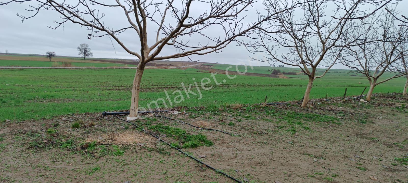 Edirne Kozköy’de Yola Cepheli 4.800 M² Satılık Tarla - Görsel 18