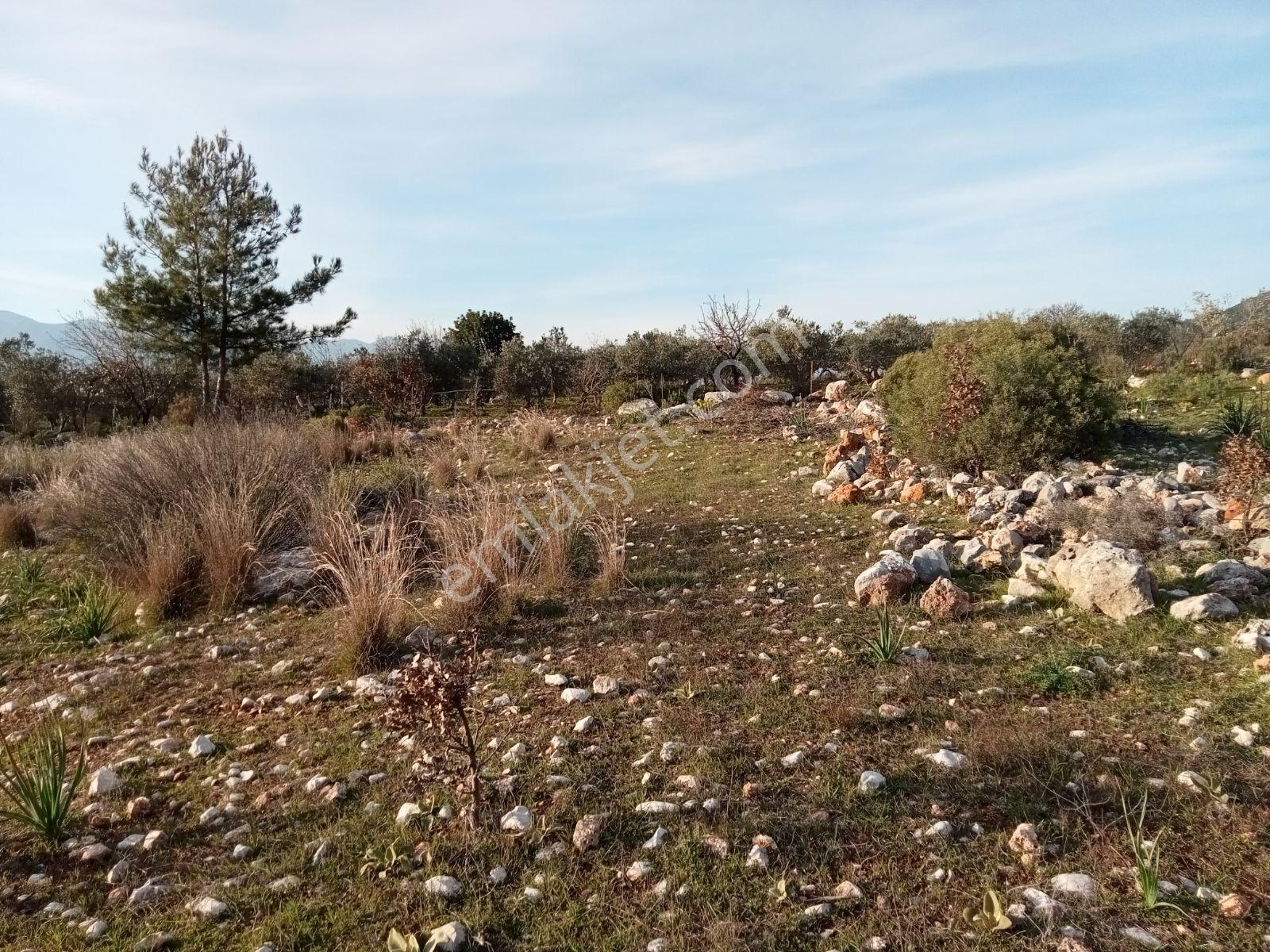 Falcon Dan Palamut Da Fırsat 4722m² Tarla - Görsel 3